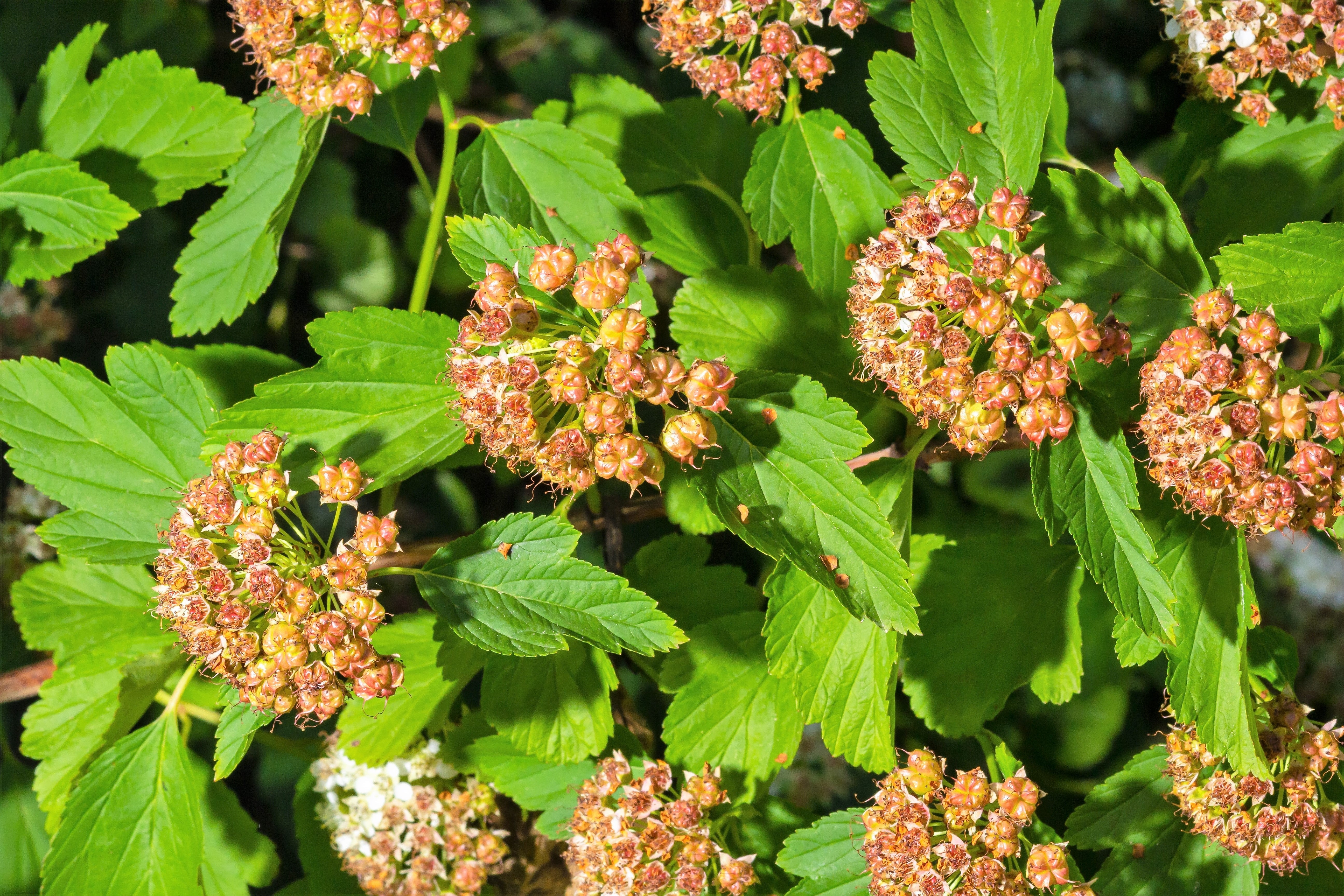 50 PACIFIC NINEBARK Physocarpus Capitatus Western Ninebark Native White Pink Red Flower Shrub Seeds