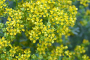 50 YELLOW RUE Herb of Grace Common Ruta Graveolens Fragrant Evergreen Flower Seeds