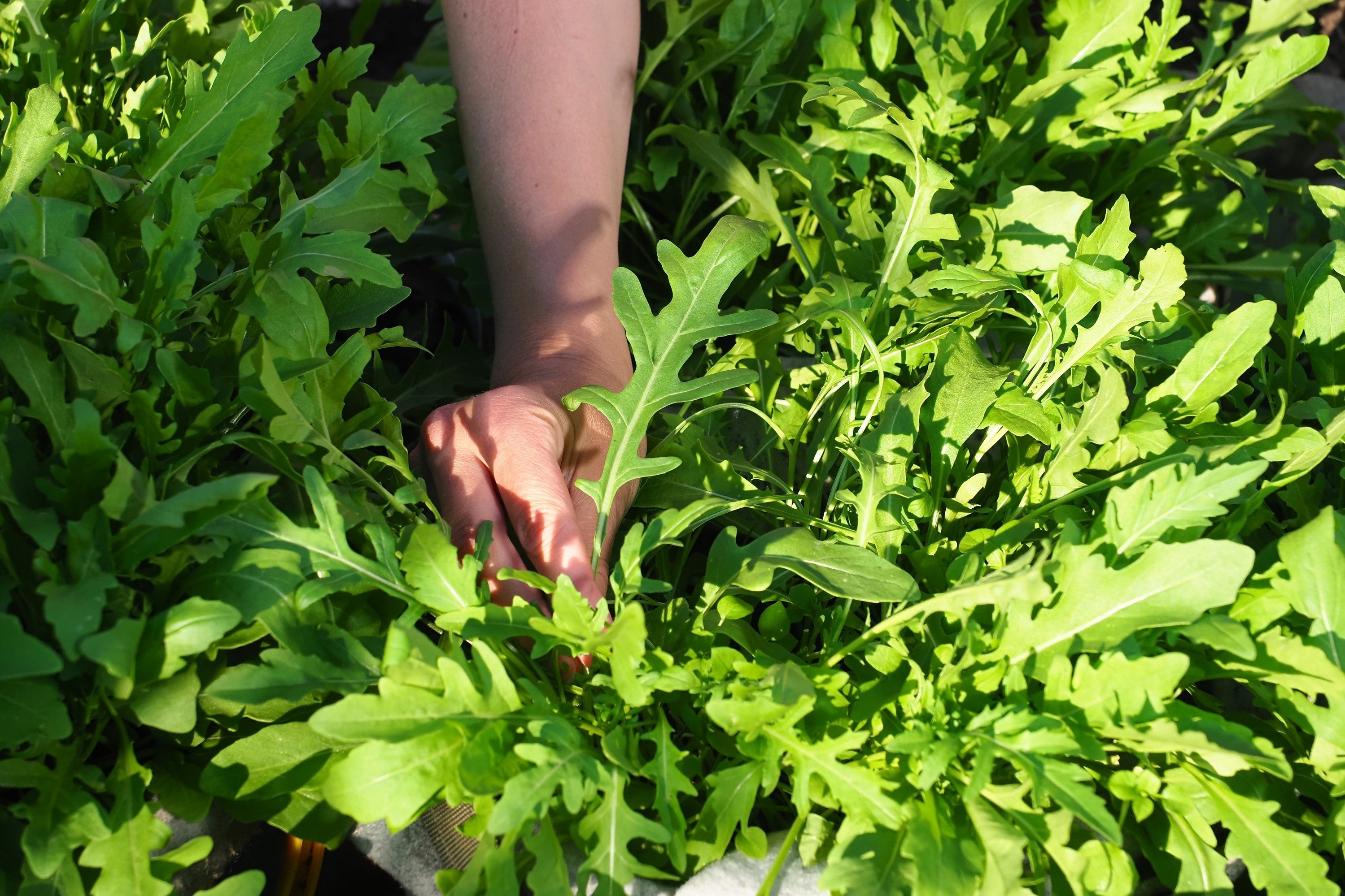 2000 ARUGULA Eruca Vesicaria Sativa Greens Vegetable Seeds