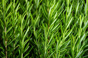 100 ROSEMARY Rosmarinus Officinalis Herb Flower Seeds