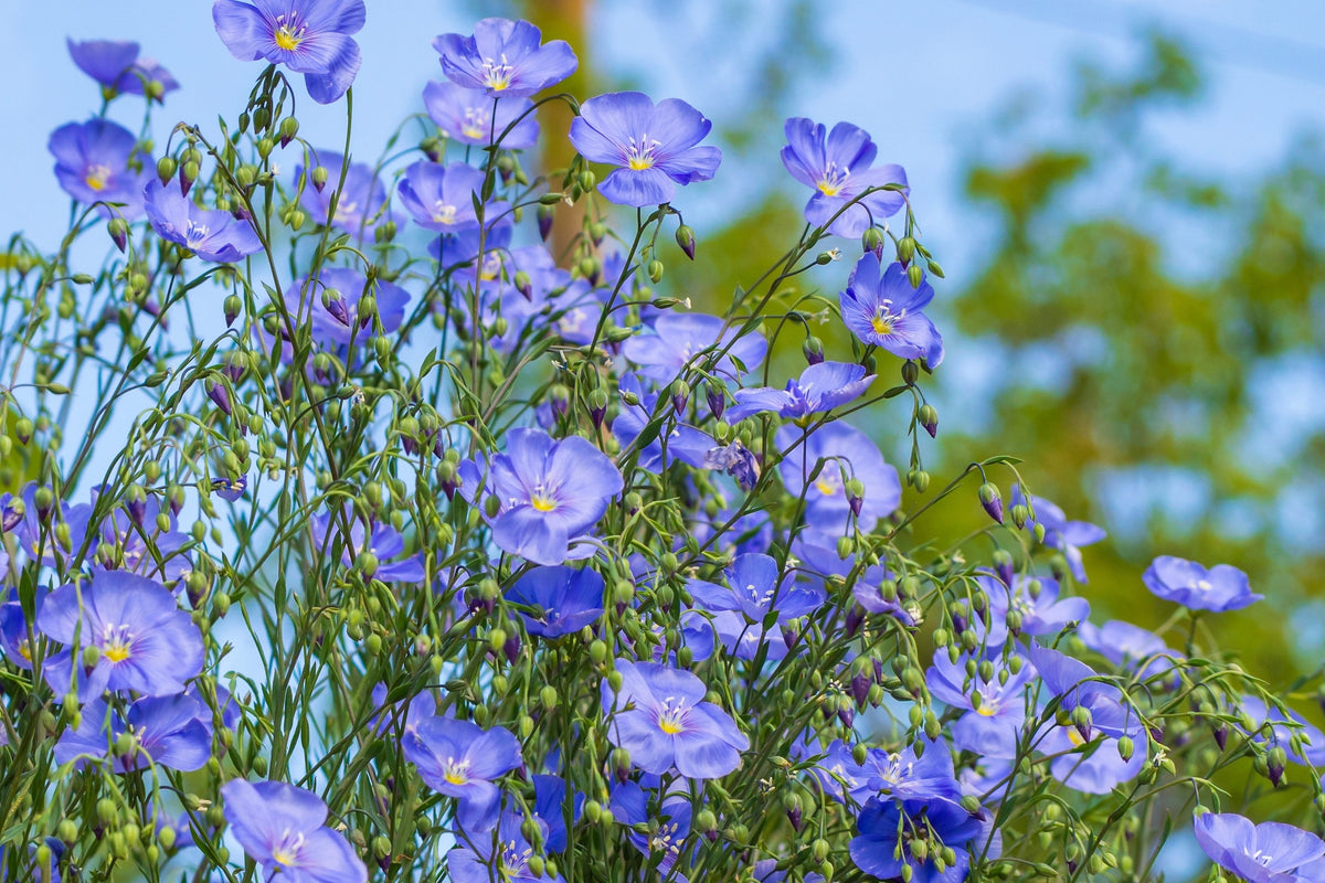 100 BLUE FLAX (Prairie Flax / Lewis Blue Flax) Linum Perenne Lewisii Flower Seeds