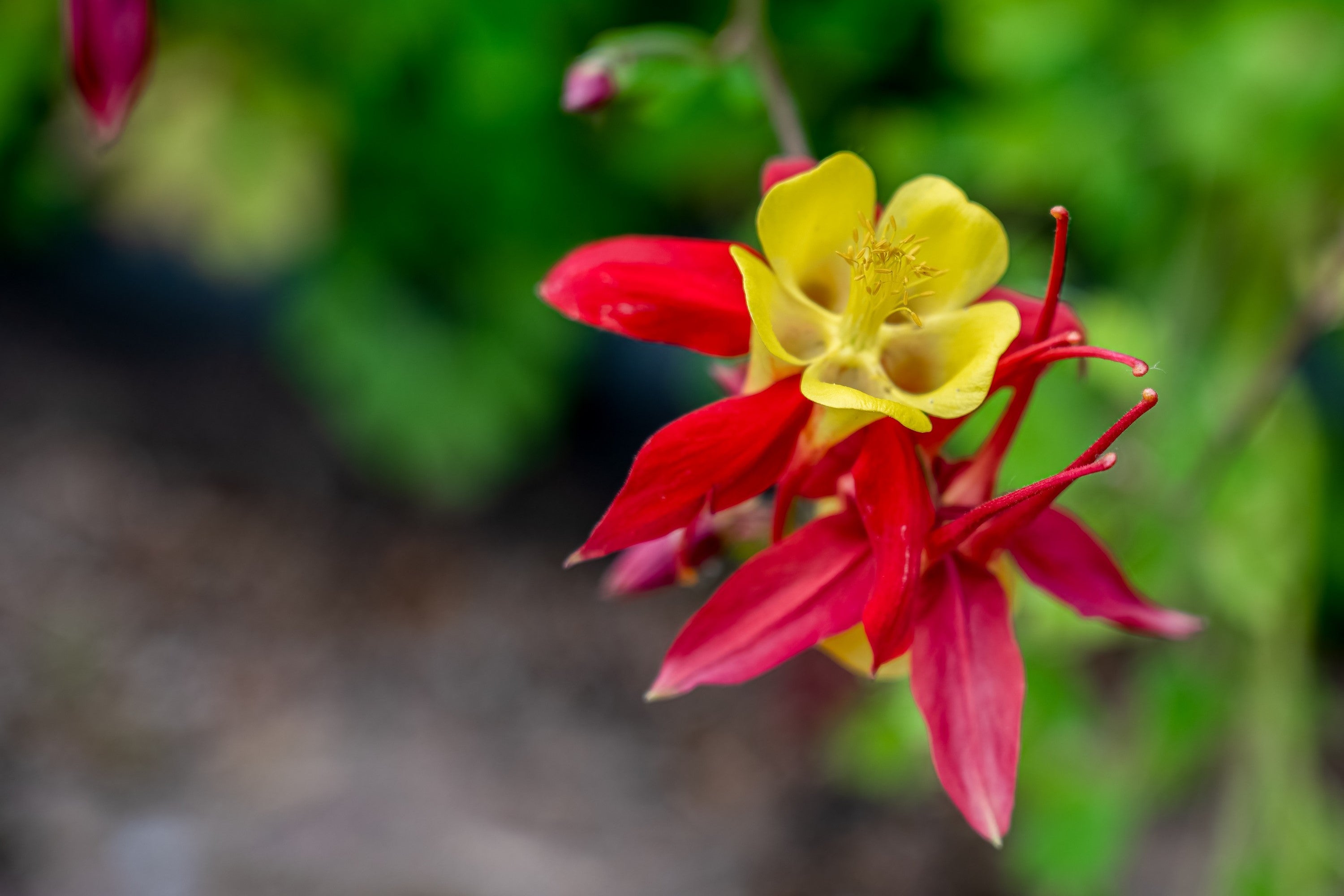 100 WILD/ CANADIAN COLUMBINE Aquilegia Canadensis Flower Seeds