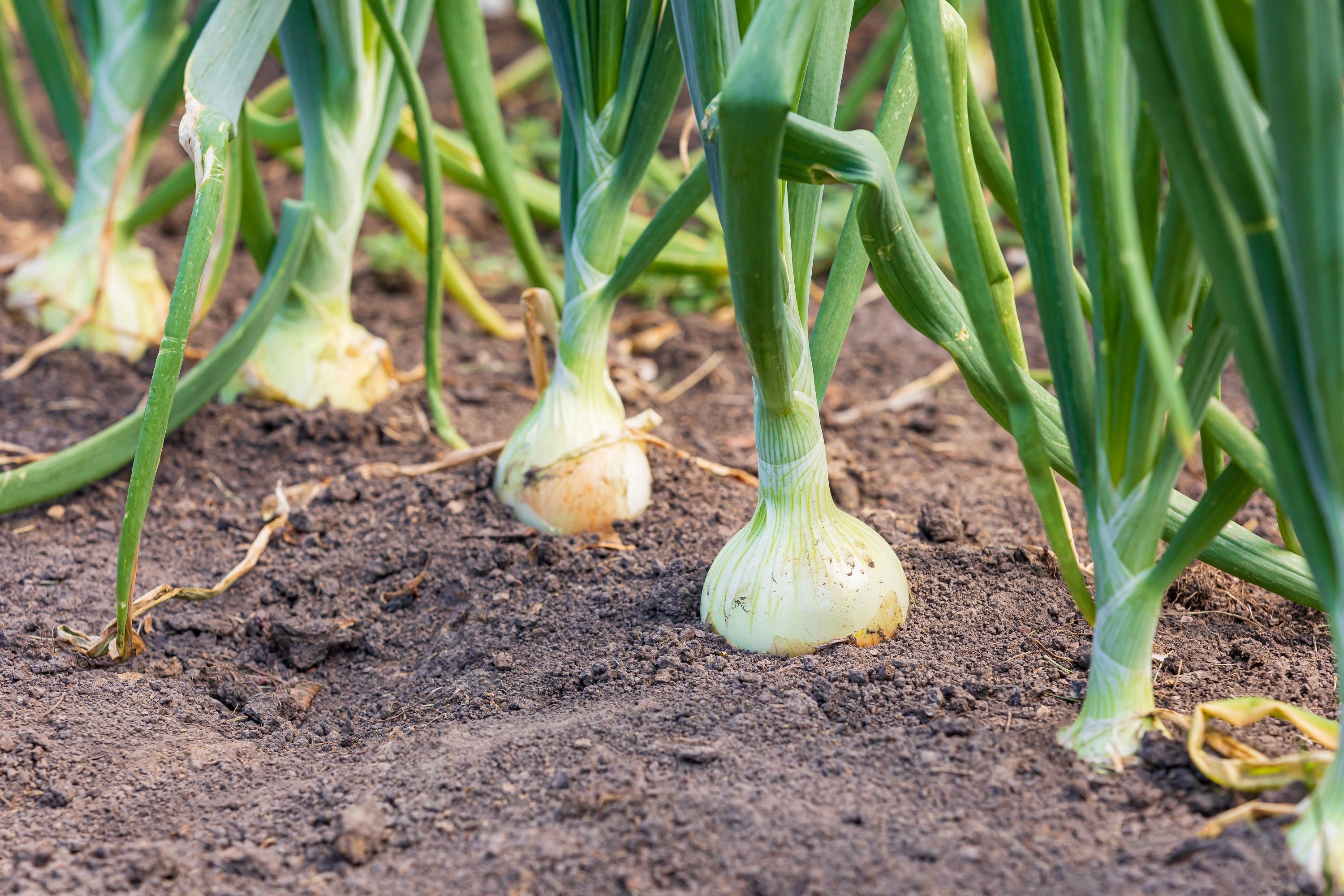 250 ECLIPSE ONION White Sweet Allium Cepa Vegetable Seeds