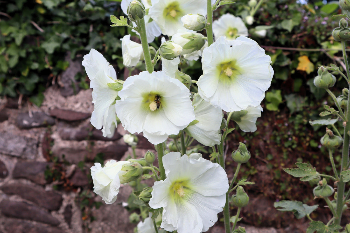 25 WHITE HOLLYHOCK Alcea Rosea Flower Seeds Perennial