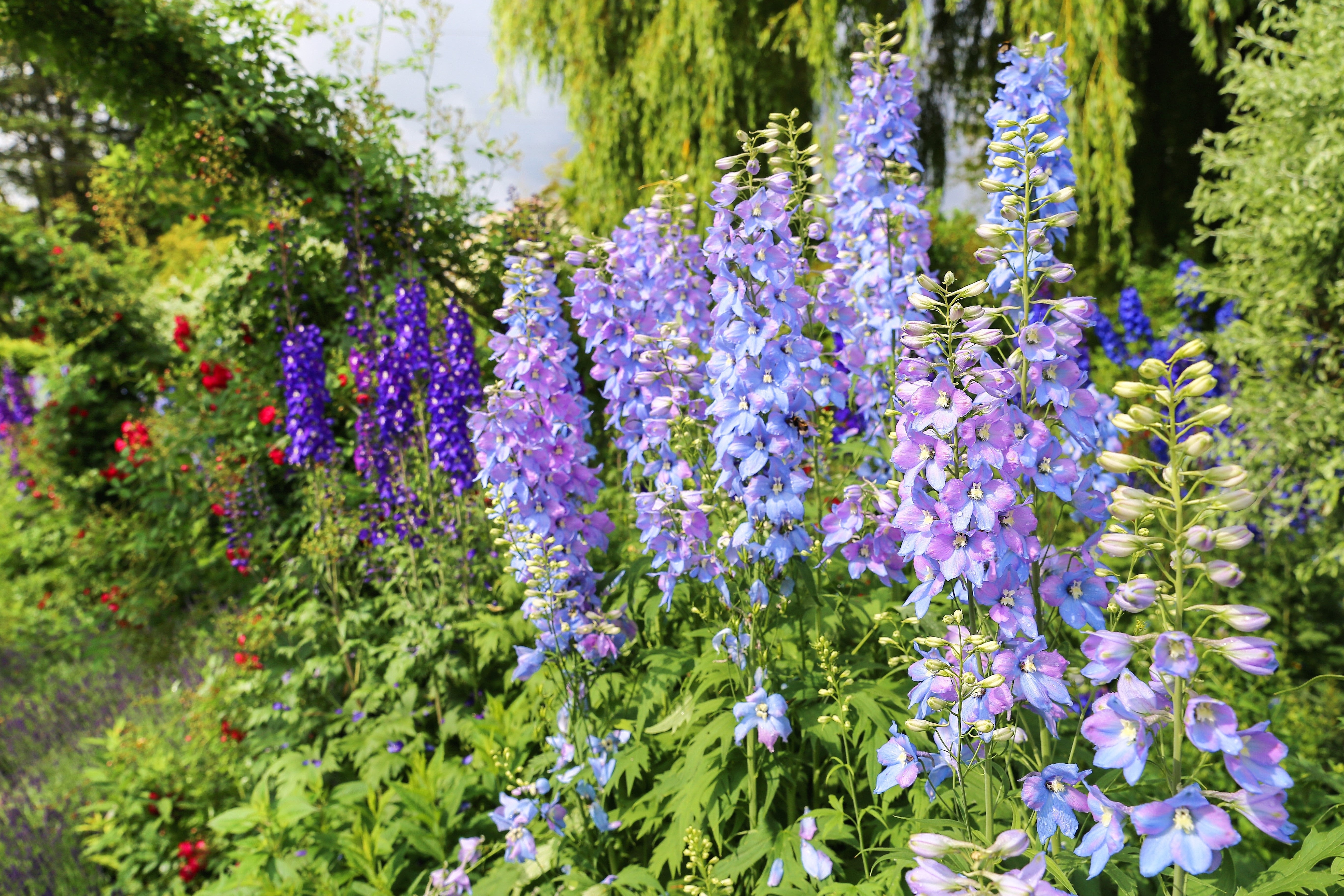 100 ROCKET LARKSPUR DELPHINIUM Consolida Giant Imperial Mixed Colors Flower Seeds