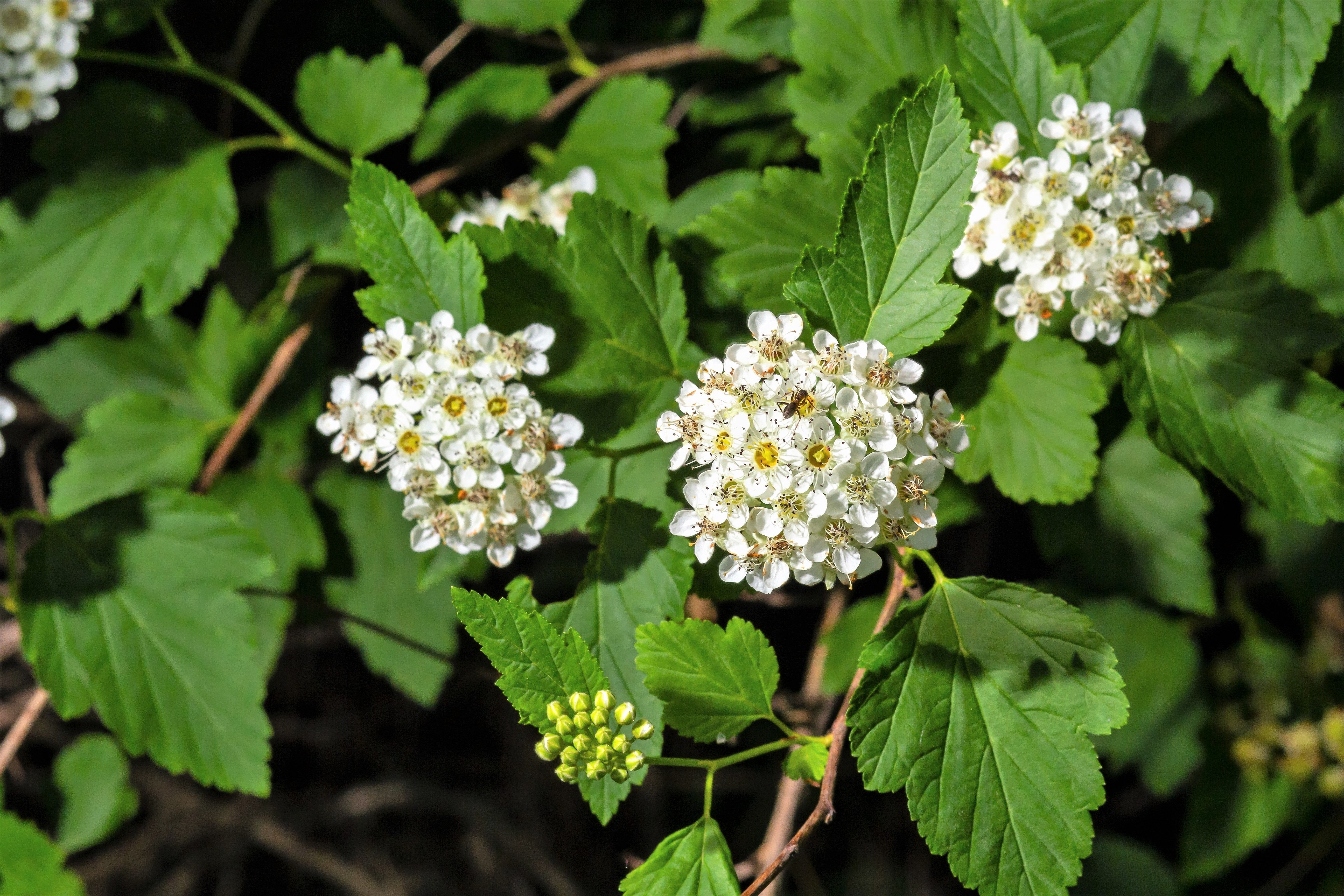 50 PACIFIC NINEBARK Physocarpus Capitatus Western Ninebark Native White Pink Red Flower Shrub Seeds