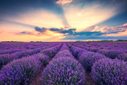 500 True ENGLISH LAVENDER VERA Lavandula Angustifolia Vera Herb Purple Flower Seeds