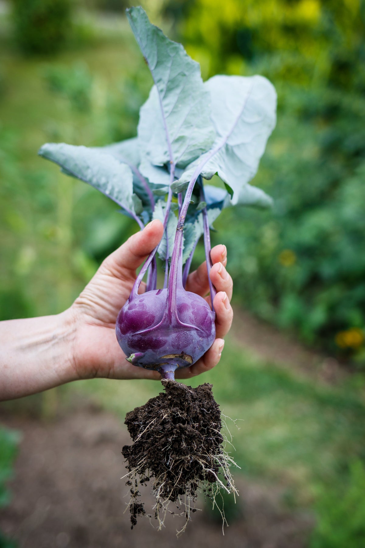 2000 PURPLE VIENNA KOHLRABI Brassica Oleracea Gongylodes Vegetable Seeds