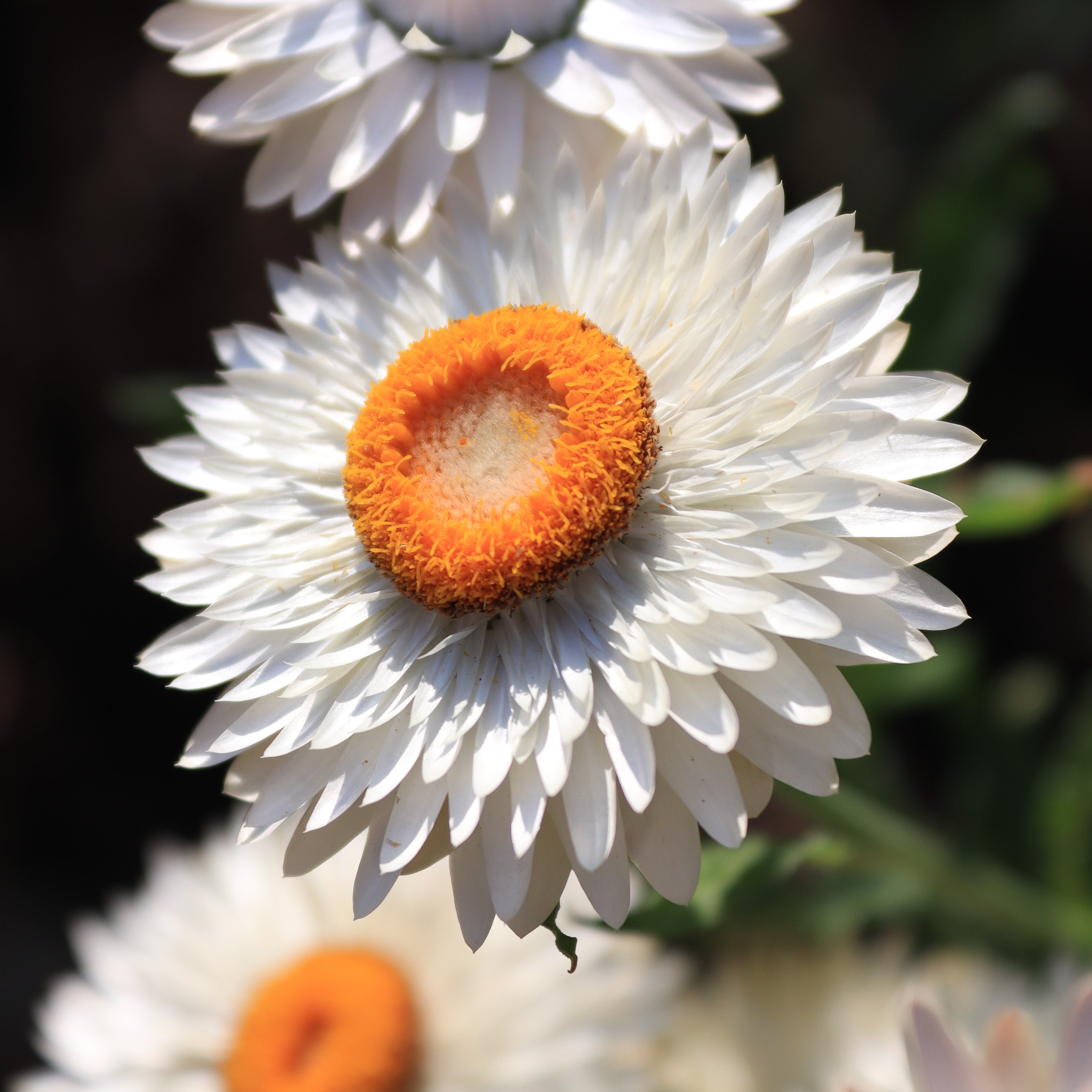 250 WHITE WINGED EVERLASTING Ammobium Alatum Flower Seeds
