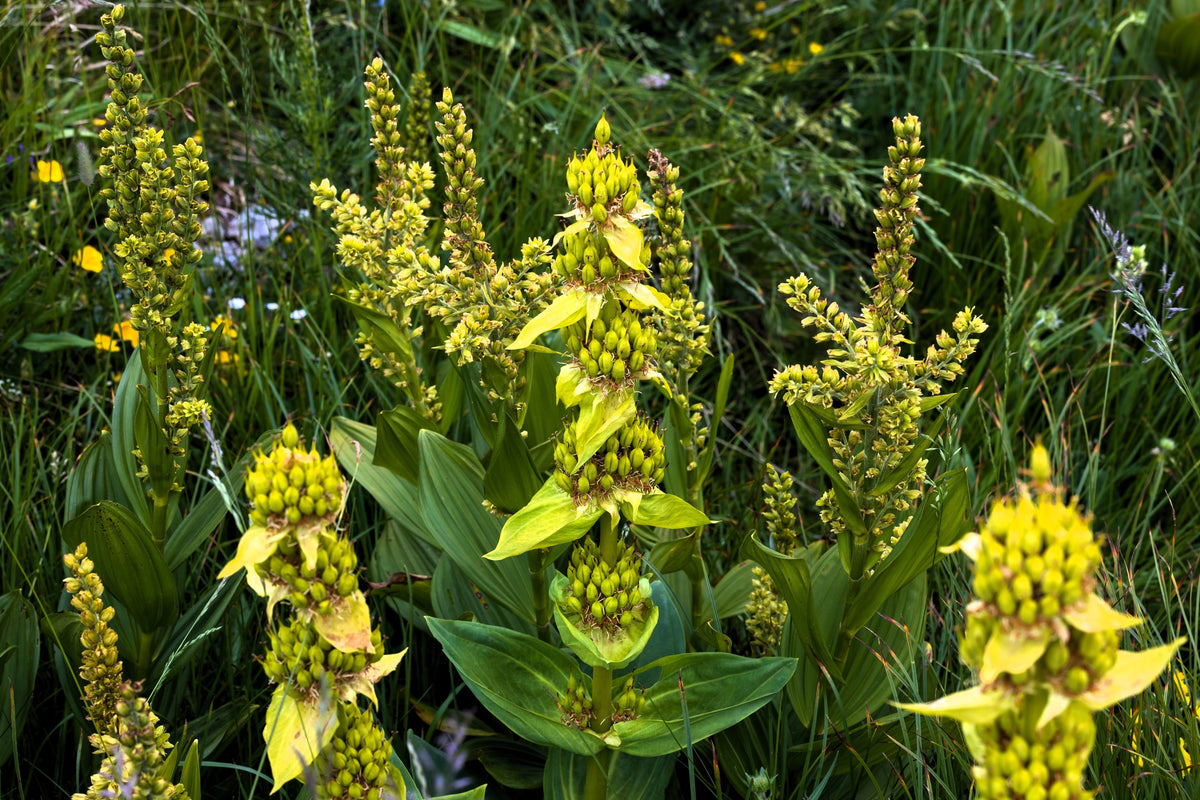 30 GREAT YELLOW GENTIAN Gentiana Lutea Herb Flower Seeds