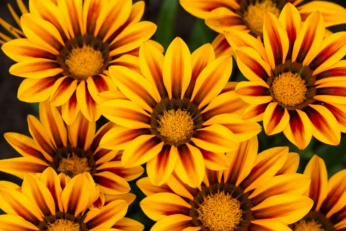 30 Mixed Colors GAZANIA Rigens Treasure Flower Seeds