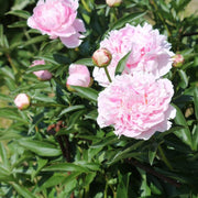 Sarah Bernhardt Peony