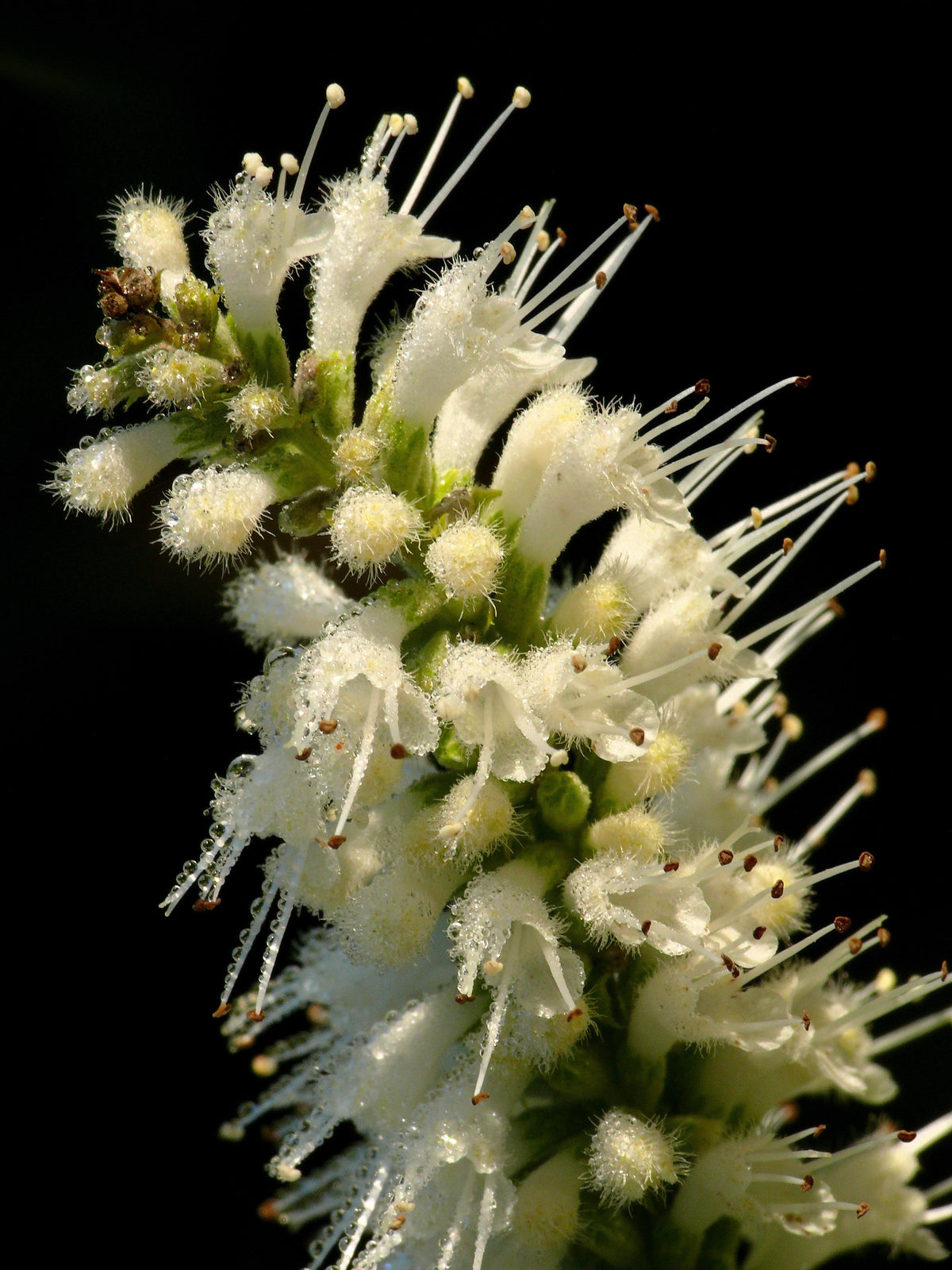 100 MINT BUSH White Elsholtzia Stauntonii Alba Chinese Mint Fragrant Shrub Seeds