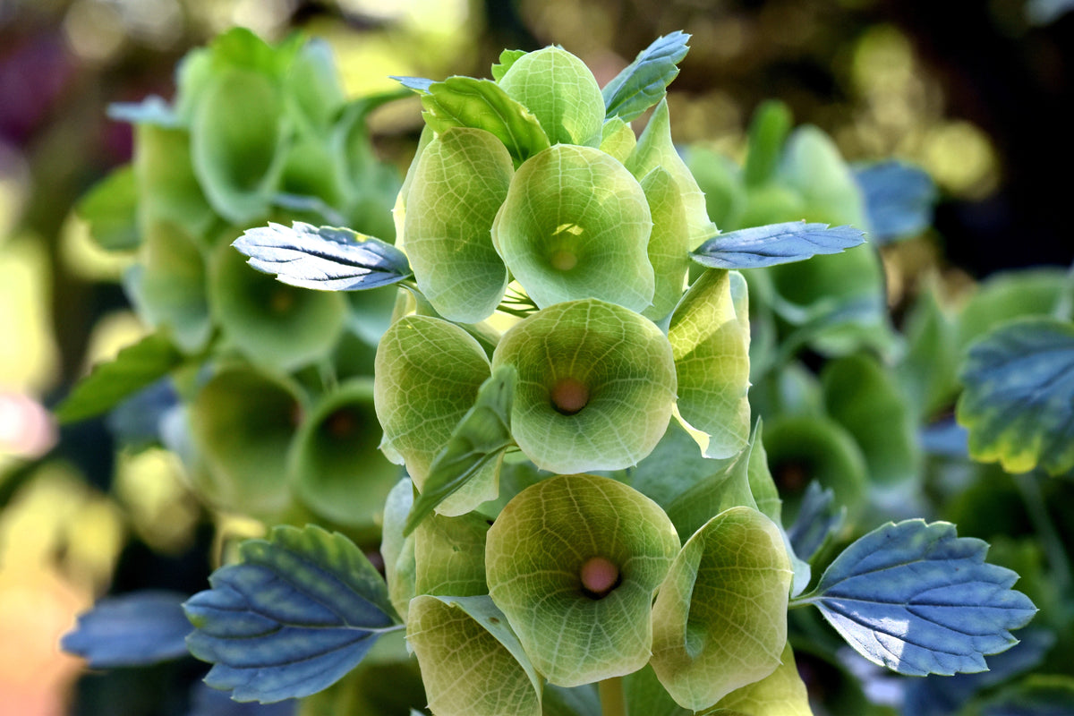 150 BELLS OF IRELAND ( Lady In The Bathtub / Shell Flower ) Moluccella Laevis Green Flower Seeds