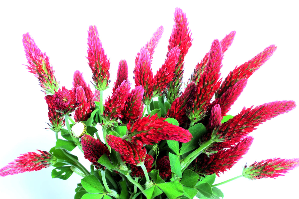 3000 CRIMSON CLOVER (Carnation, French, or Italian Clover) Trifolium Incarnatum Flower Seeds