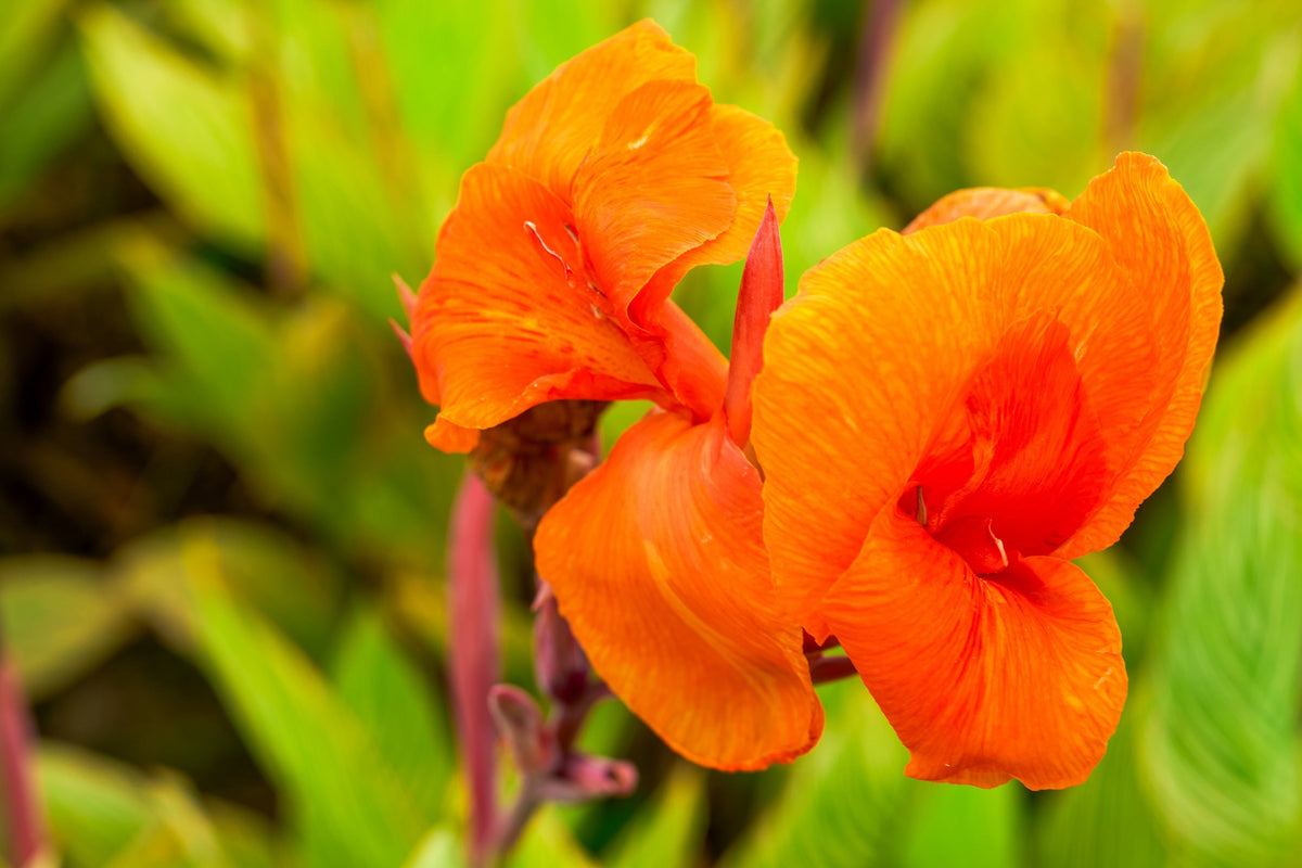 5 ORANGE CANNA LILY Indian Shot Arrowroot Canna Indica Flower Seeds