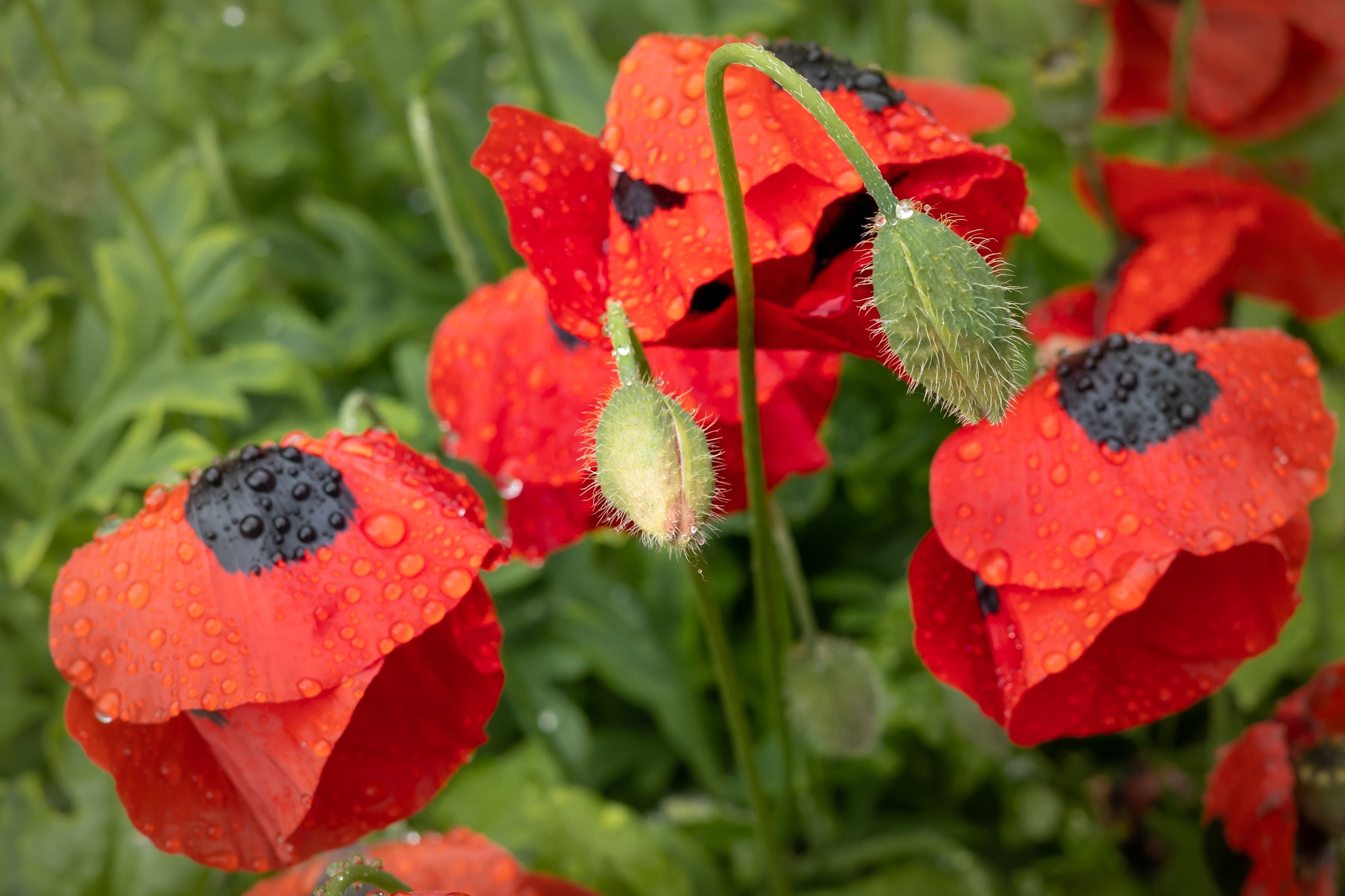 150 Red LADYBIRD POPPY Papaver Commutatum Scarlet Black Flower Seeds