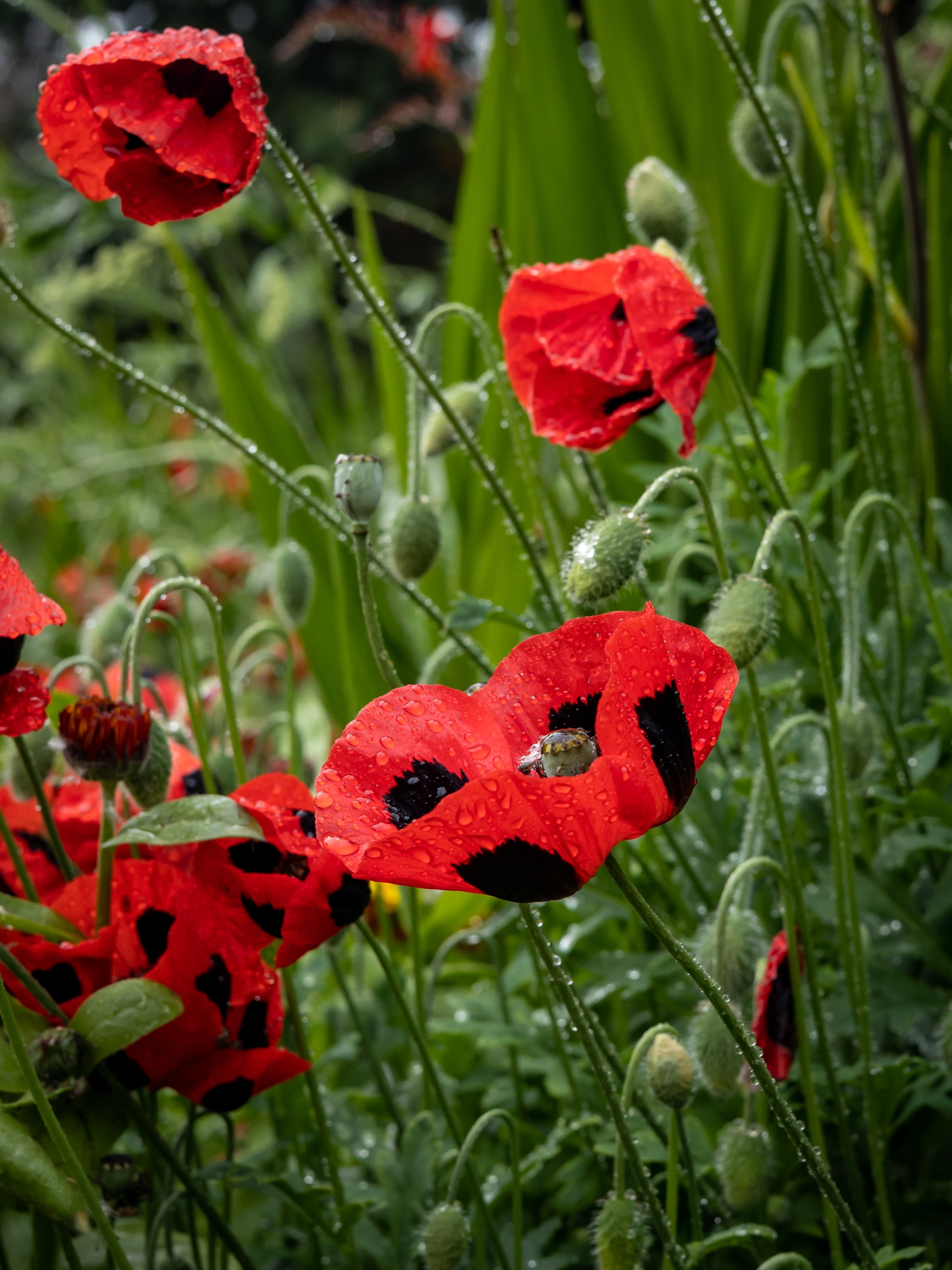 150 Red LADYBIRD POPPY Papaver Commutatum Scarlet Black Flower Seeds