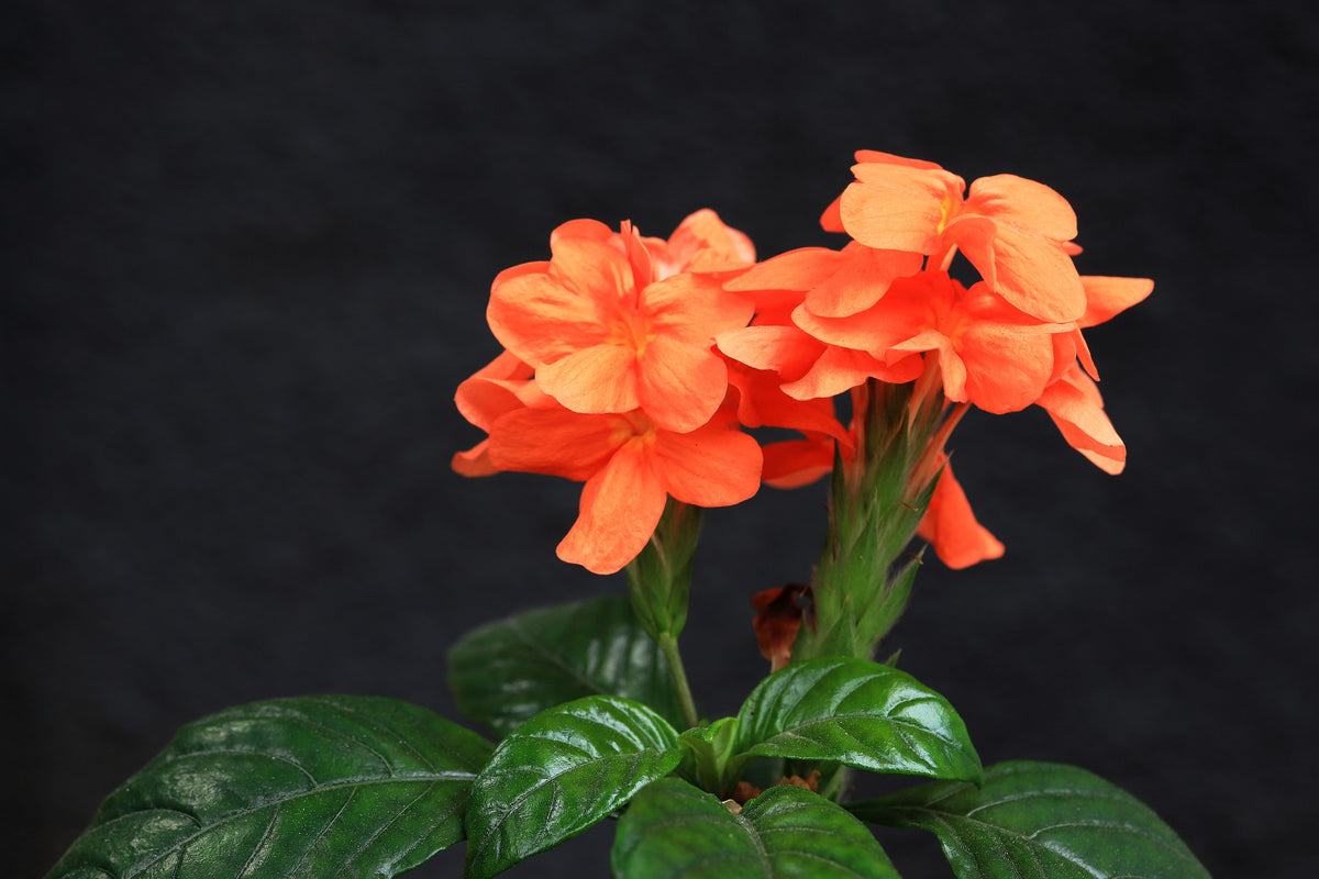 10 ORANGE MARMALADE CROSSANDRA Infundibuliformis Firecracker Flower Houseplant Seeds