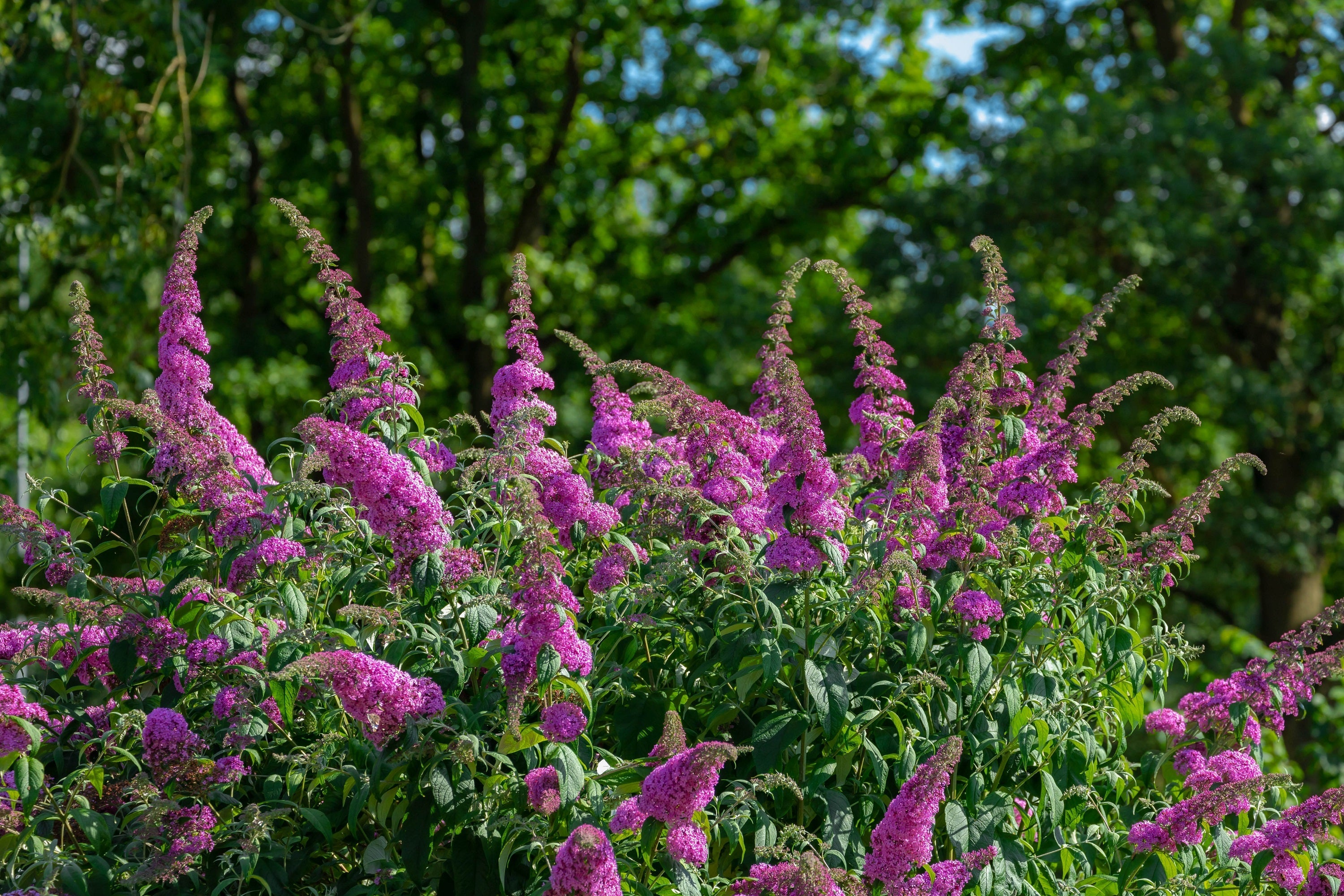 50 VIOLET BUTTERFLY BUSH Buddleja Davidii Purple Flower Seeds