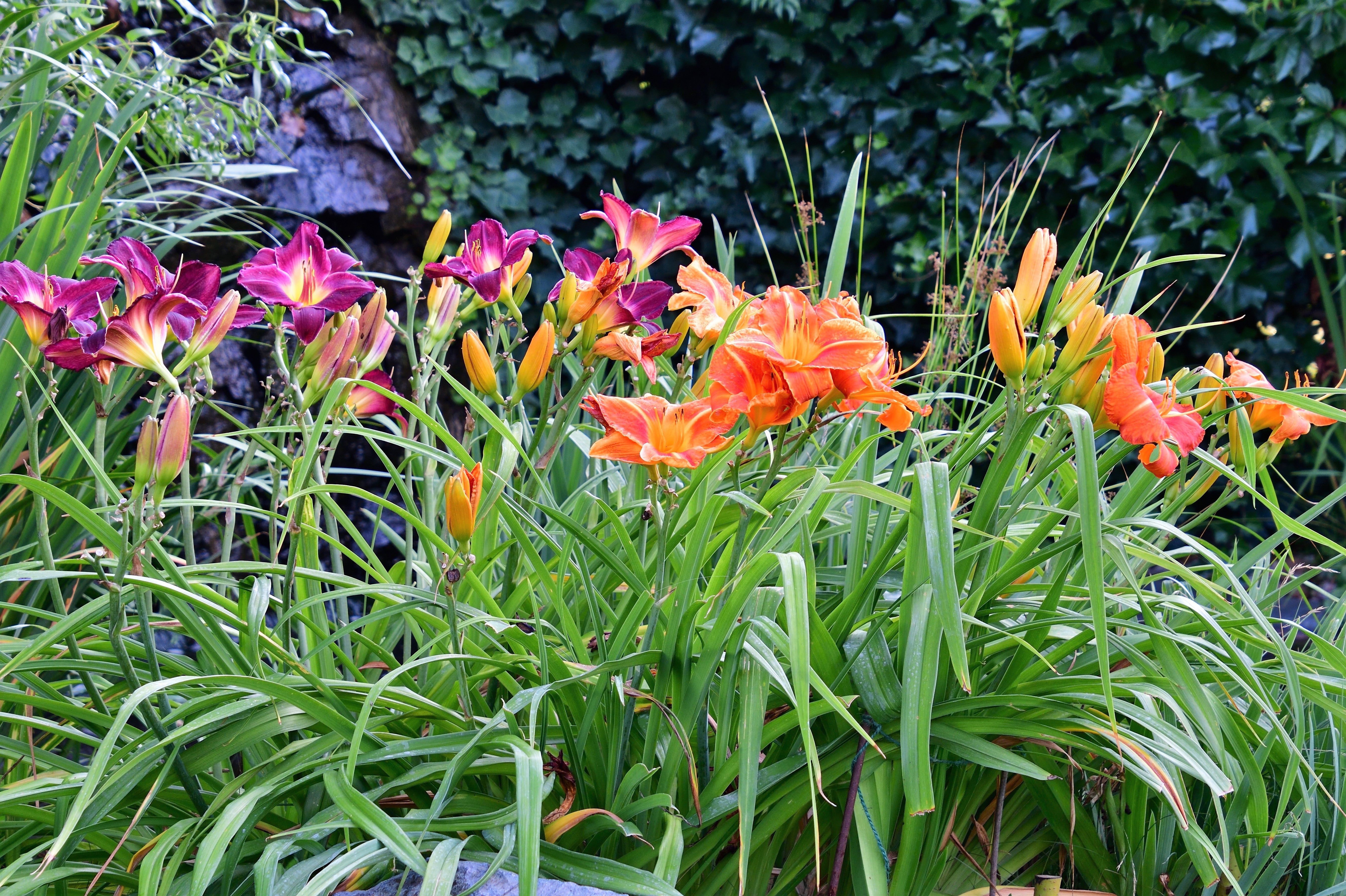 10 MIXED COLORS DAYLILY Hemerocallis Day Lily Fine Mix Red Purple Flower Seeds