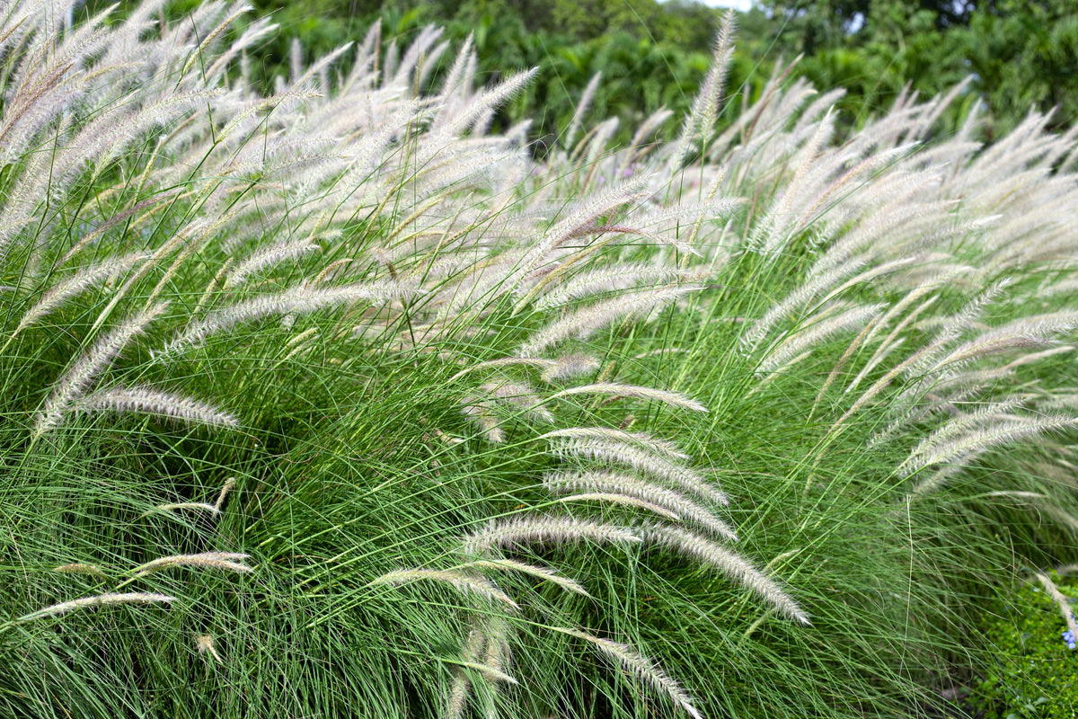 25 DWARF FOUNTAIN GRASS Pennisetum Alopecuroides Hardy Ornamental White Plume Seeds