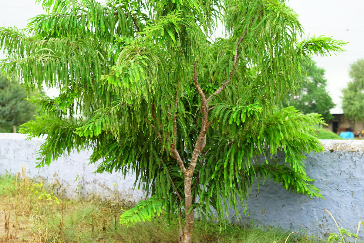 10 INDIAN GOOSEBERRY Phyllanthus Emblica Emblic Edible Fruit Tree Seeds