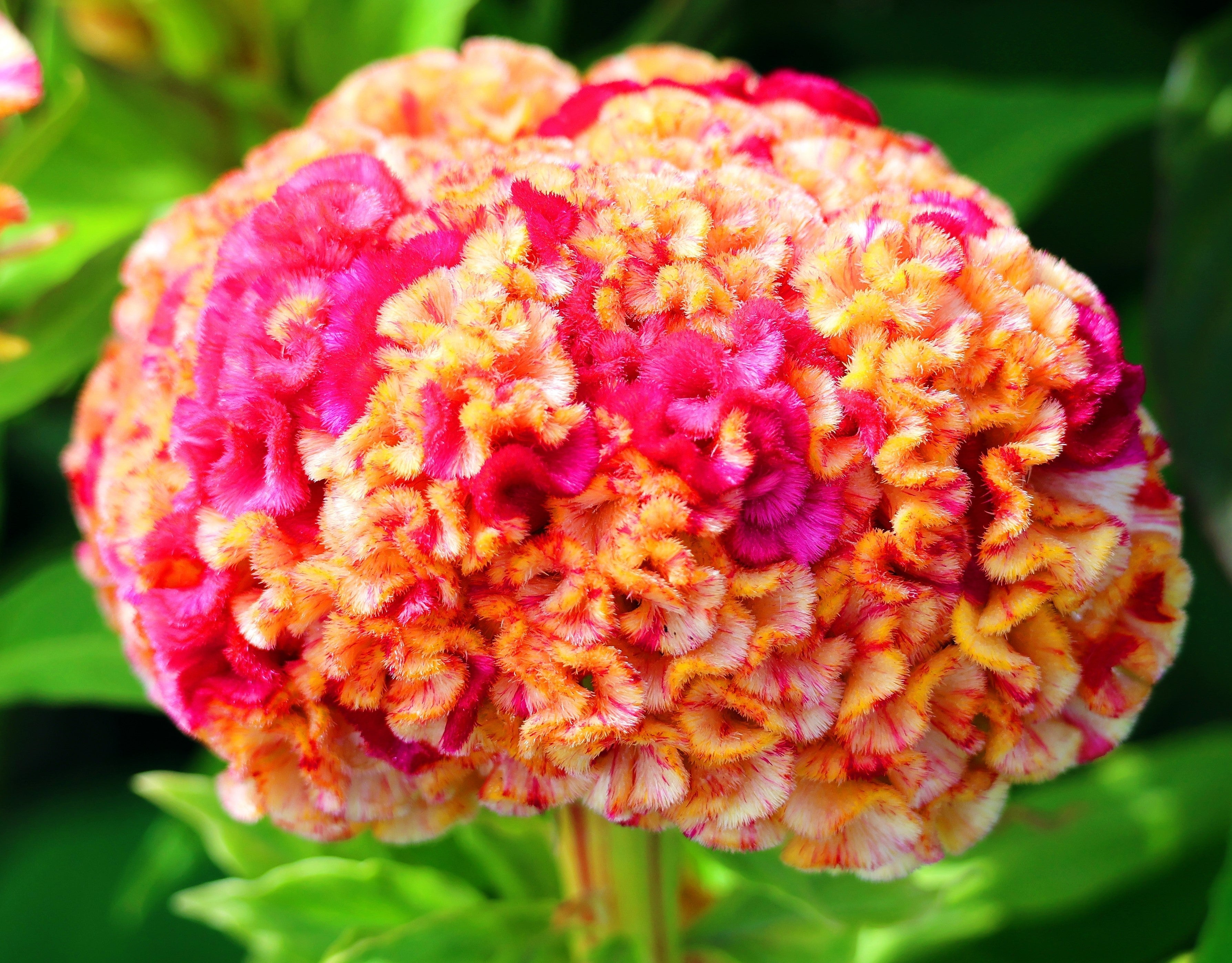 100 CORAL GARDENS Mix CELOSIA Cockscomb Celosia Argentea Cristata Flower Seeds