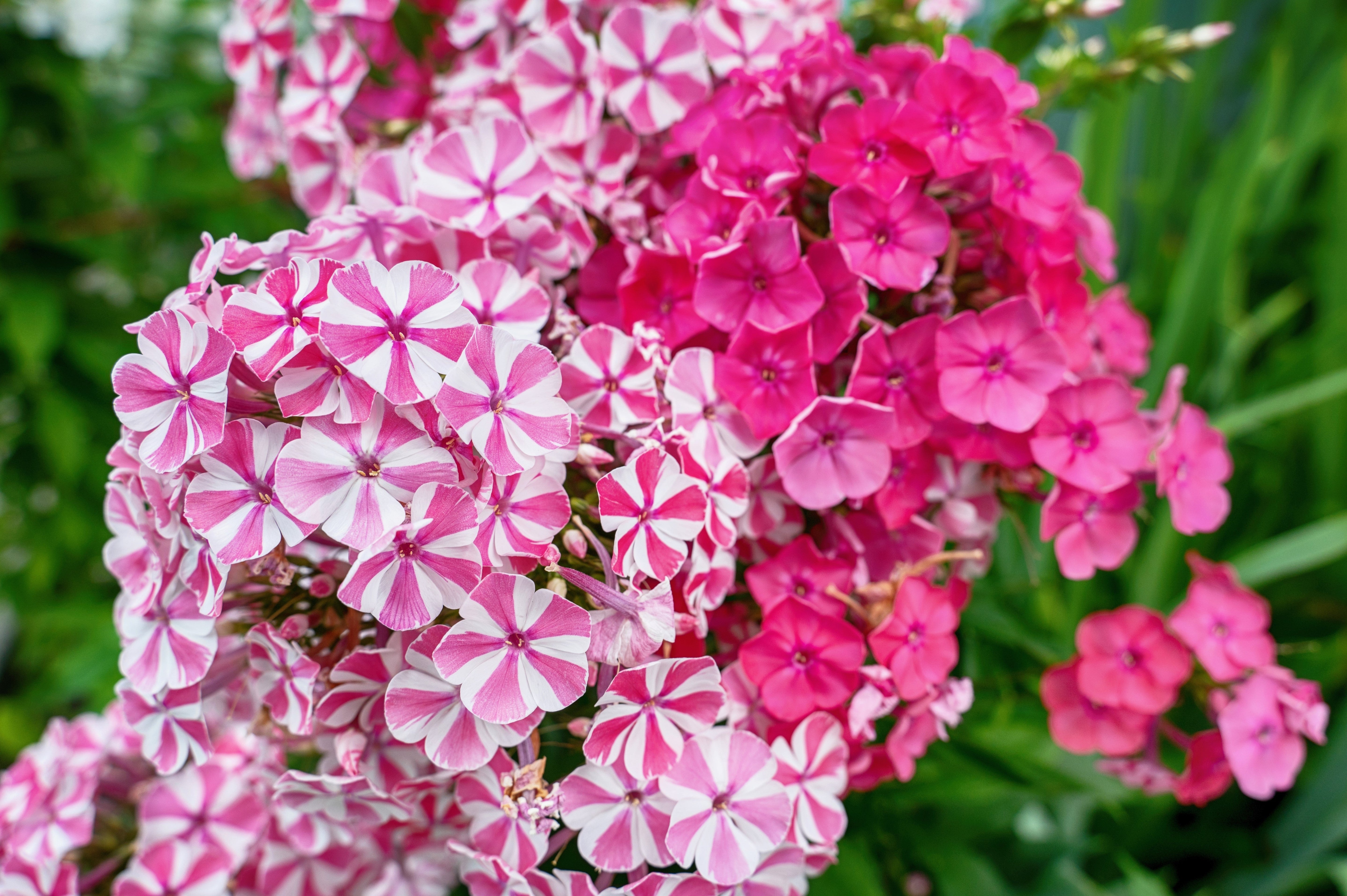 10 TALL GARDEN PHLOX Paniculata Mixed Colors 'New Hybrids Mix' Flower Seeds