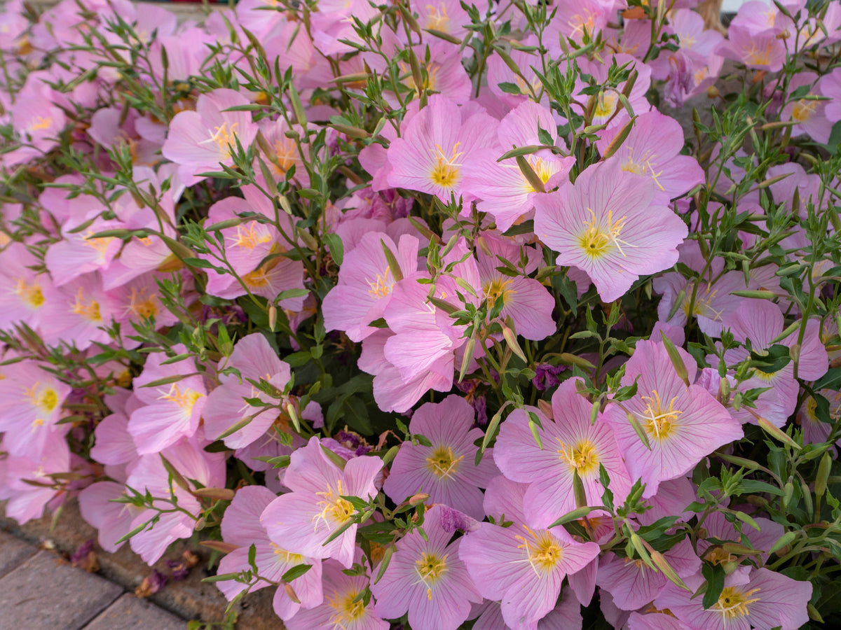 1000 Showy PINK EVENING PRIMROSE (Pink Ladies / Mexican Evening) Oenothera Speciosa Flower Seeds
