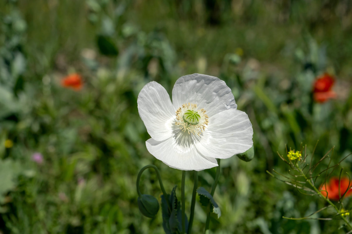 250 PERSIAN WHITE POPPY Papaver Somniferum Flower Seeds