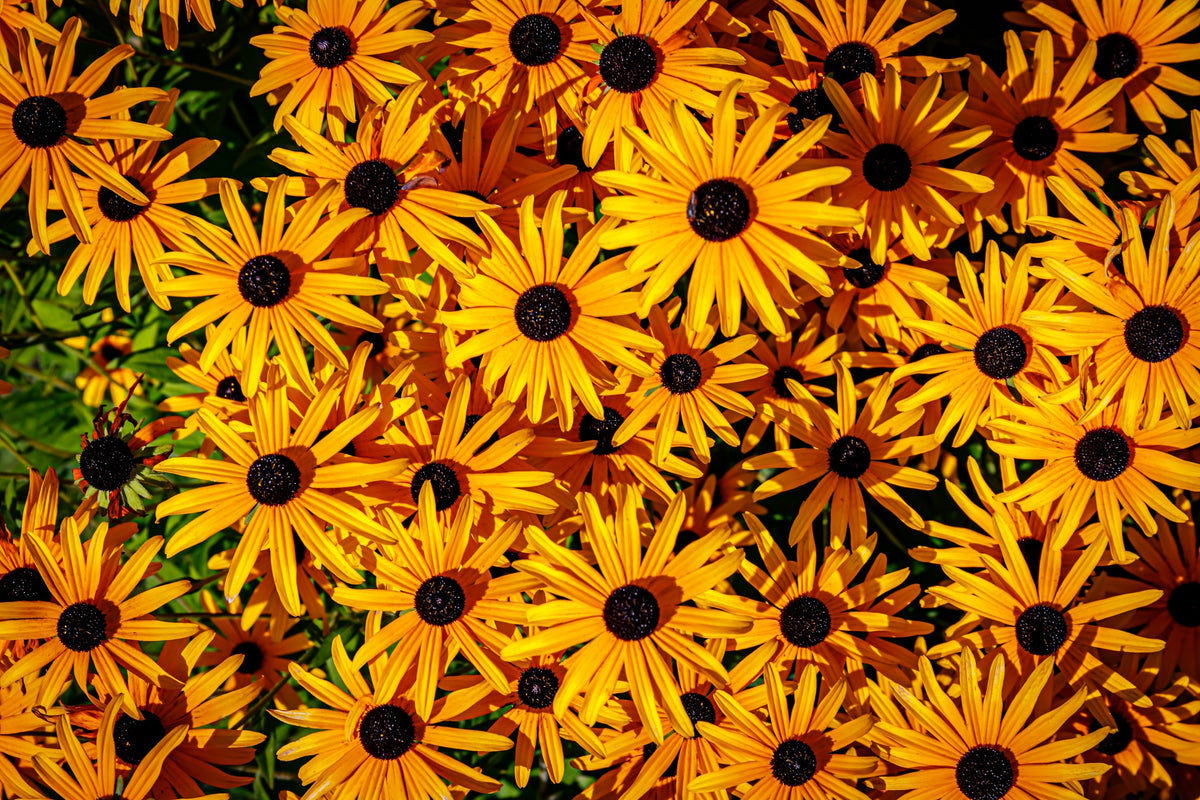 2000 BLACK EYED SUSAN Rudbeckia Hirta Yellow Heirloom Native Flower Seeds