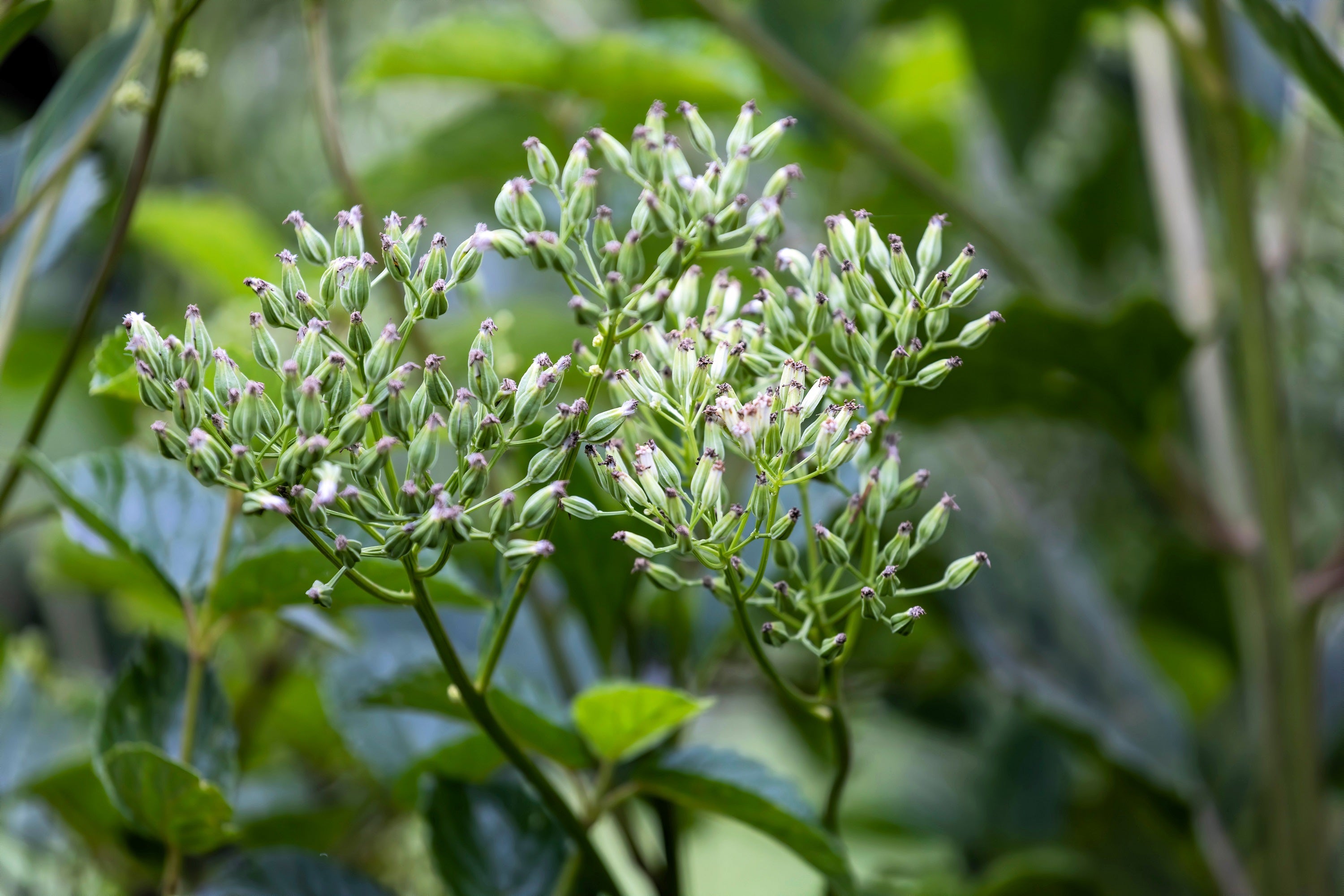 50 GREAT INDIAN PLANTAIN Cacalia Muhlenbergii White Flower Seeds