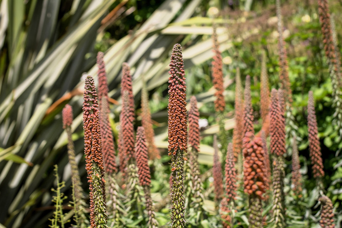 20 MILK CHOCOLATE FOXGLOVE Spanish Digitalis Parviflora Red Brown Flower Seeds