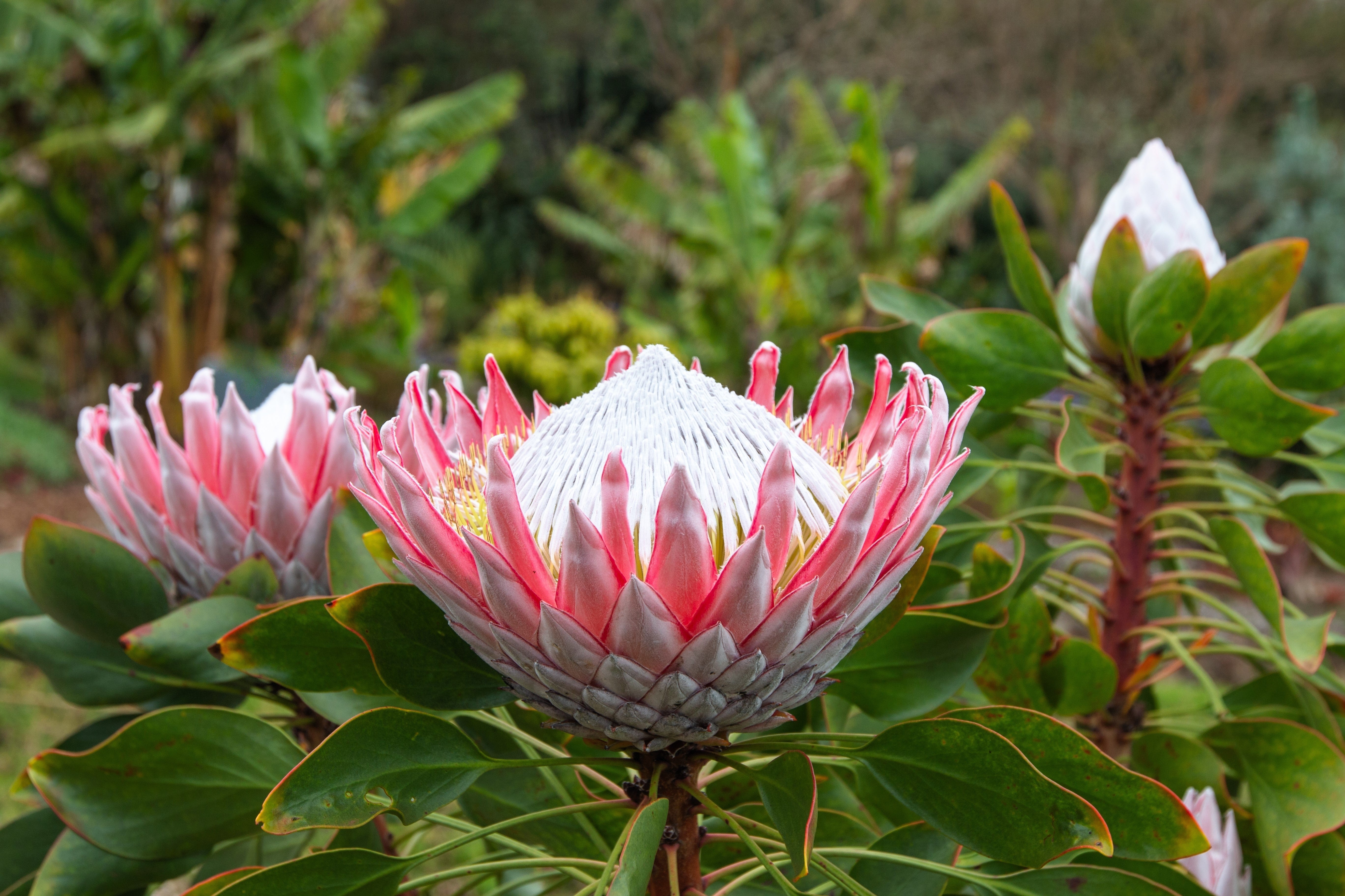 5 Giant KING PROTEA Cynaroides Sugarbush Rare 12" Flower Seeds