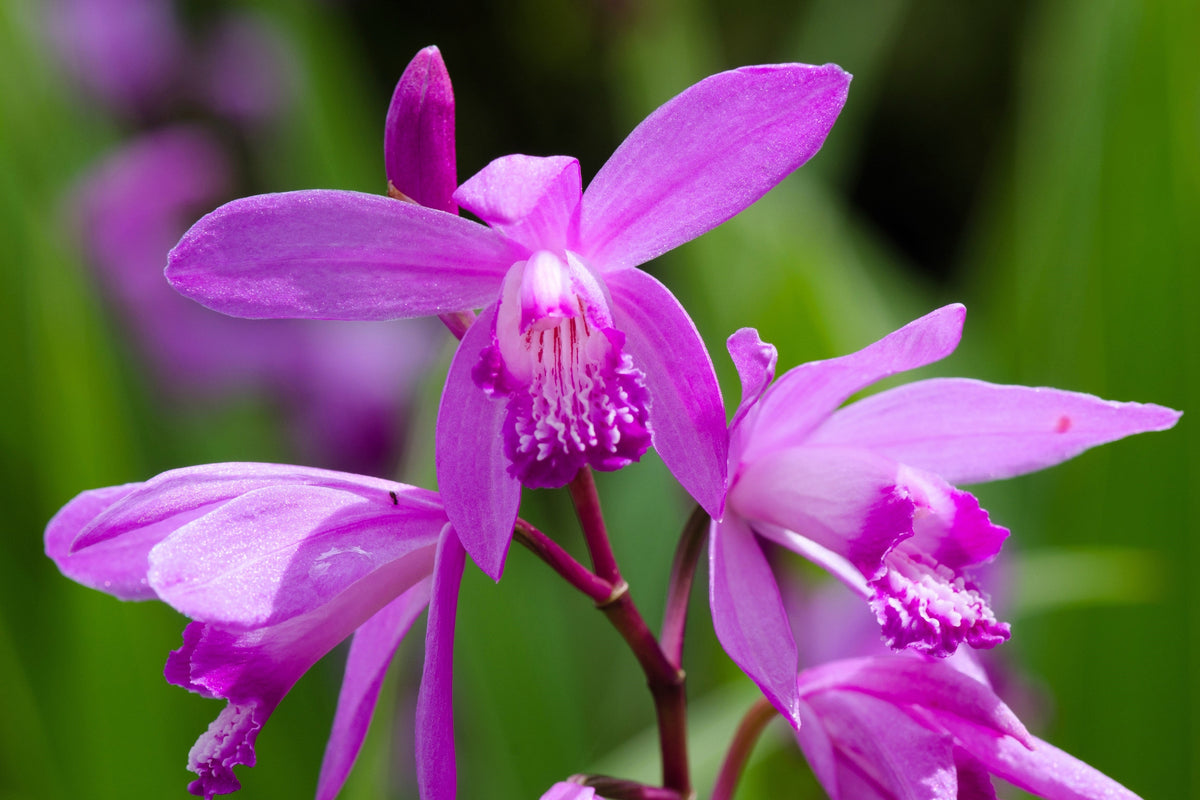 50 Hardy CHINESE GROUND ORCHID Bletilla Striata Purple Flower Seeds