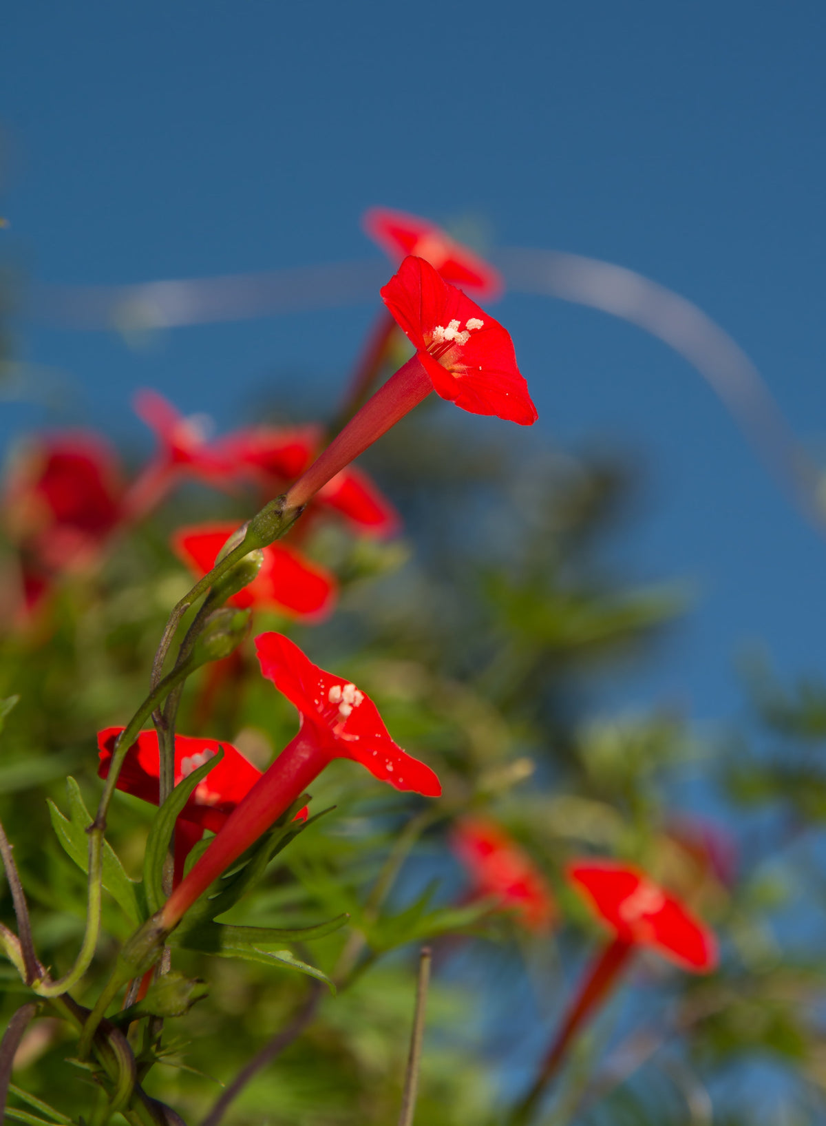 30 CARDINAL CLIMBER VINE Ipomea Quamoclit Red Flower Seeds