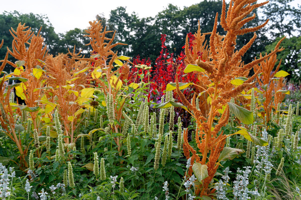 100 Organic HOT BISCUITS AMARANTHUS Cruentus Coppery Bronze Plumes Flower Seeds