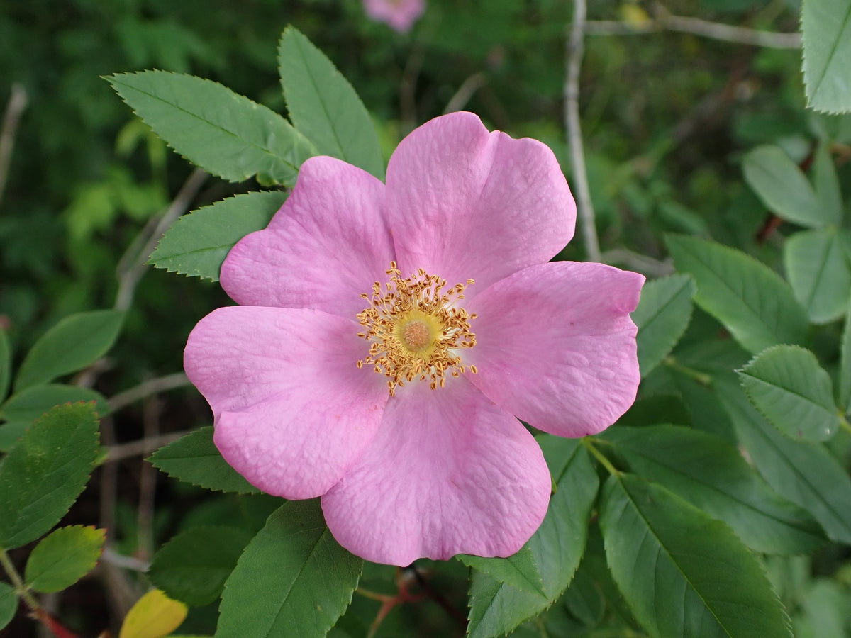 25 PINK SWAMP ROSE Rosa Palustris Flower Shrub Bush ( Average - Wet Soil ) Seeds