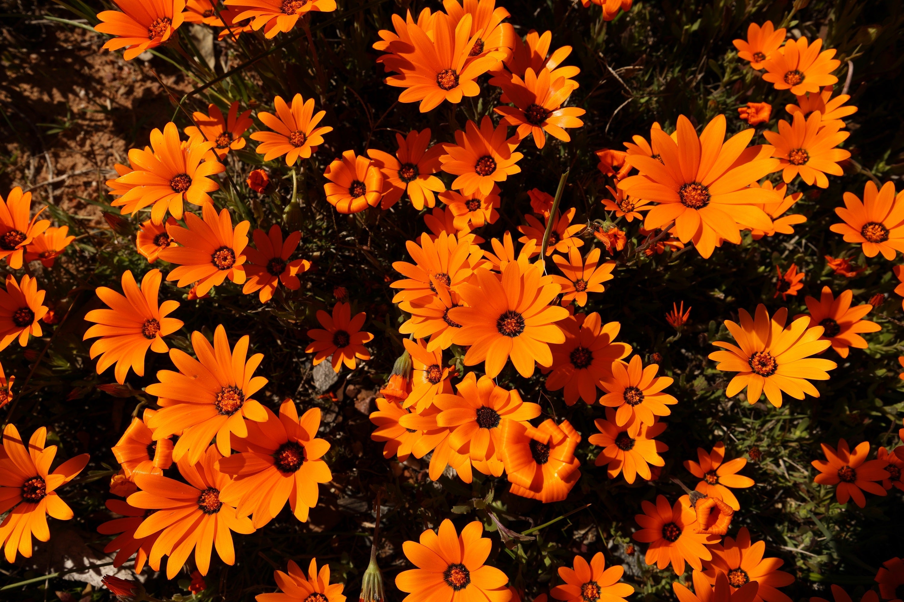 1000 MIXED AFRICAN DAISY ( Cape Marigold / Sun Marigold ) Dimorphotheca Sinuata Flower Seeds