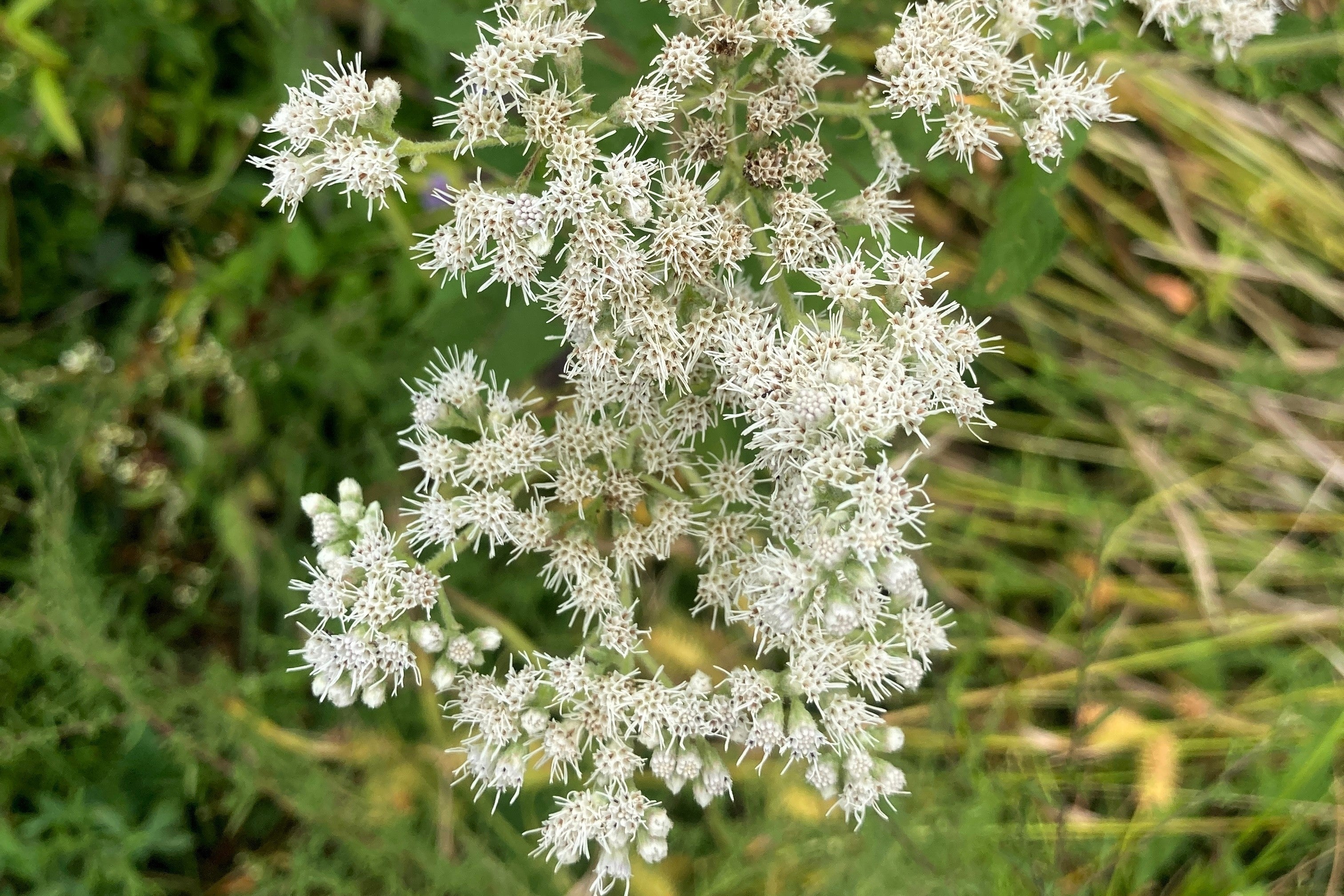 200 TALL WHITE BONESET (Thoroughwort) Eupatorium Perfoliatum Flower Seeds