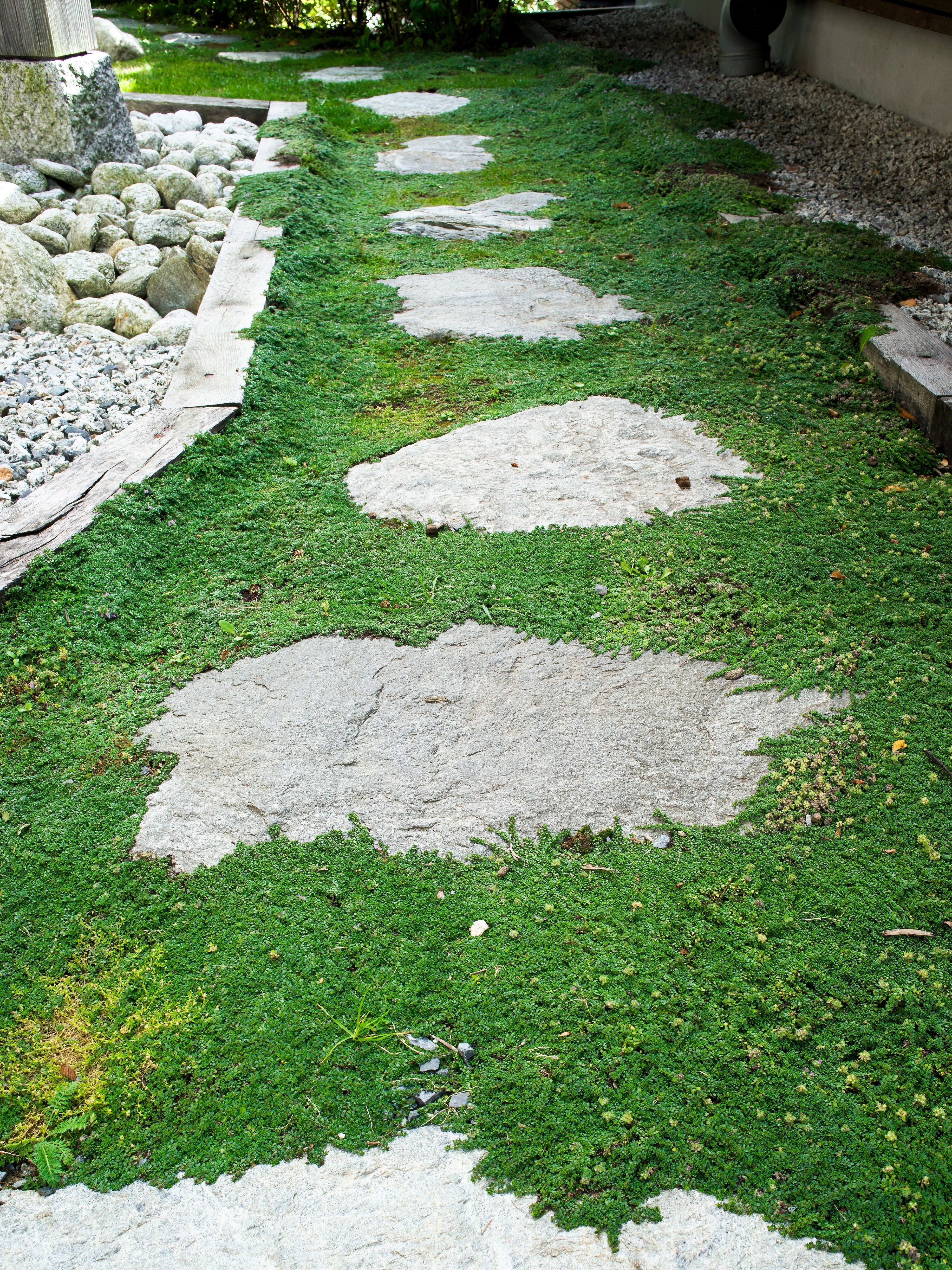 100 Walk On Me CREEPING THYME Thymus Serpyllum Herb Flower Seeds