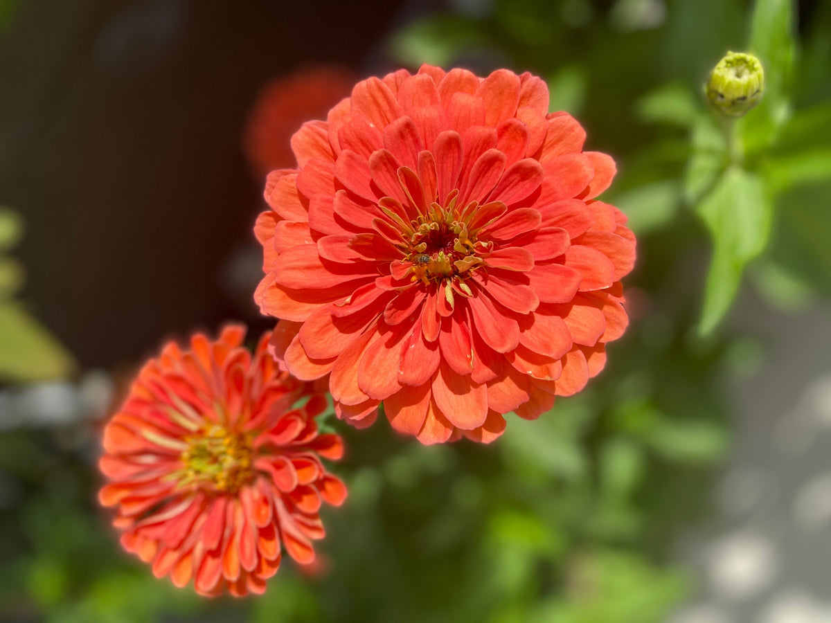 250 SALMON QUEEN ZINNIA Elegans California Giant Double Flower Seeds