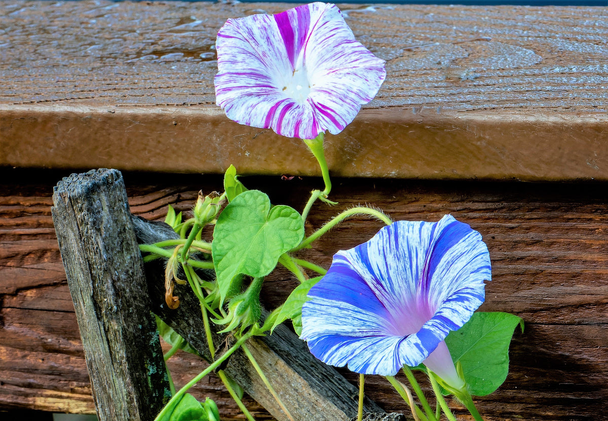 40 CARNEVALE di VENEZIA MORNING GLORY Pink & Purple with White Stripes Ipomoea Purpurea Flower Vine Seeds