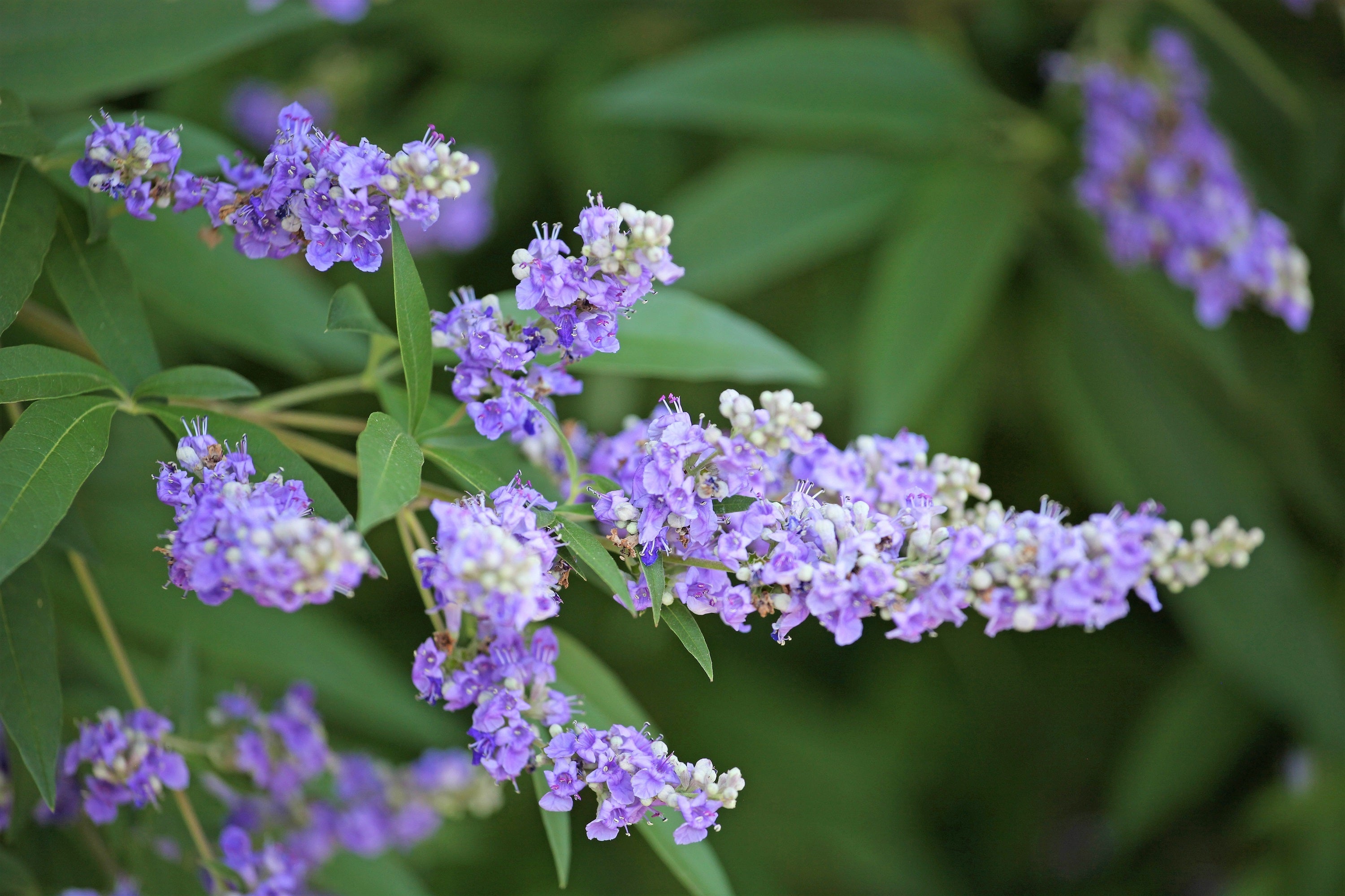 25 CHASTE BERRY TREE Vitex Agnus Castus Monk's Pepper Purple Fragrant Flower Seeds