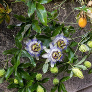 Passion Fruit