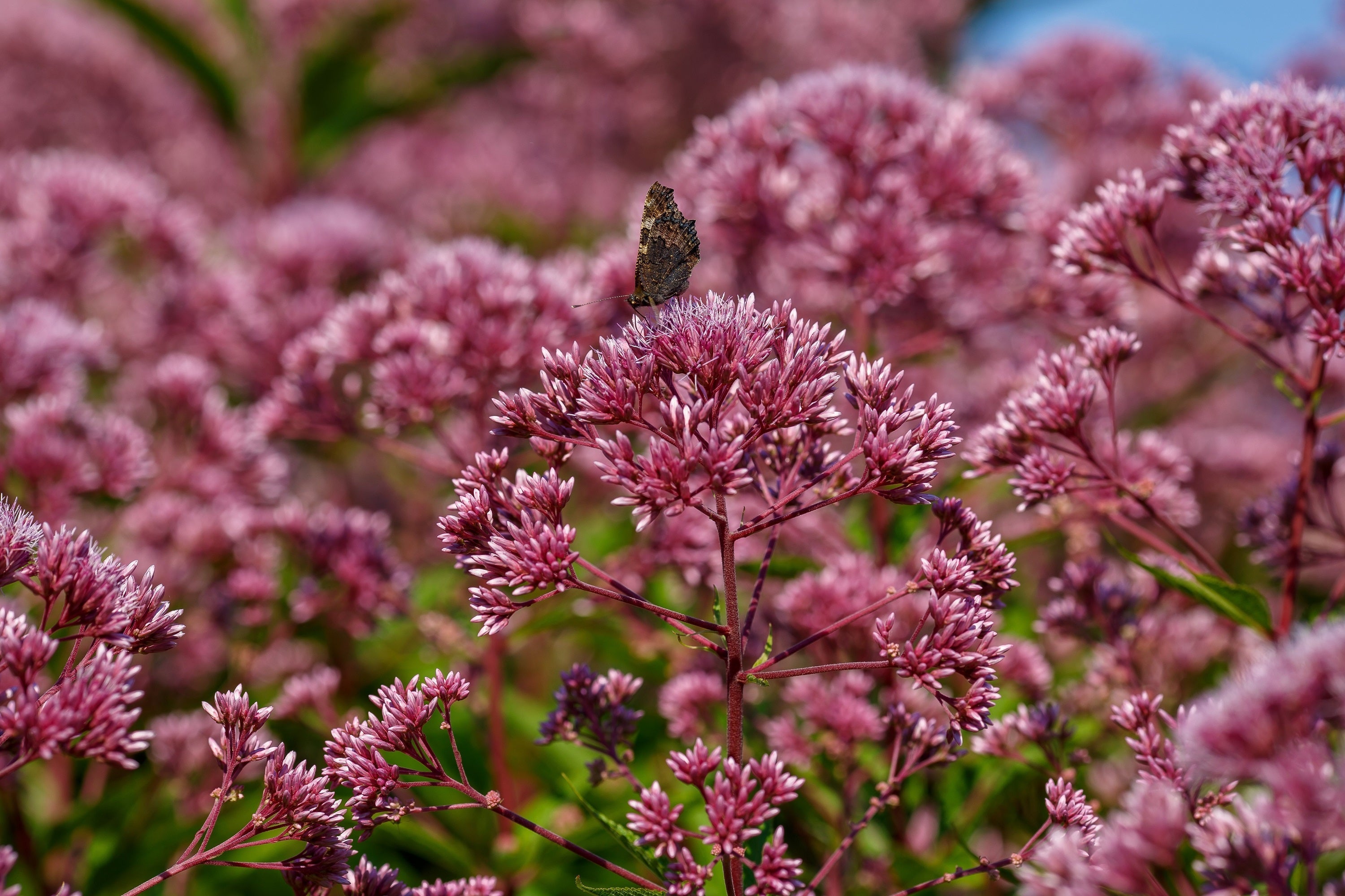 20 HEMP AGRIMONY Eupatorium Cannabinum Raspberries & Cream Flower Seeds