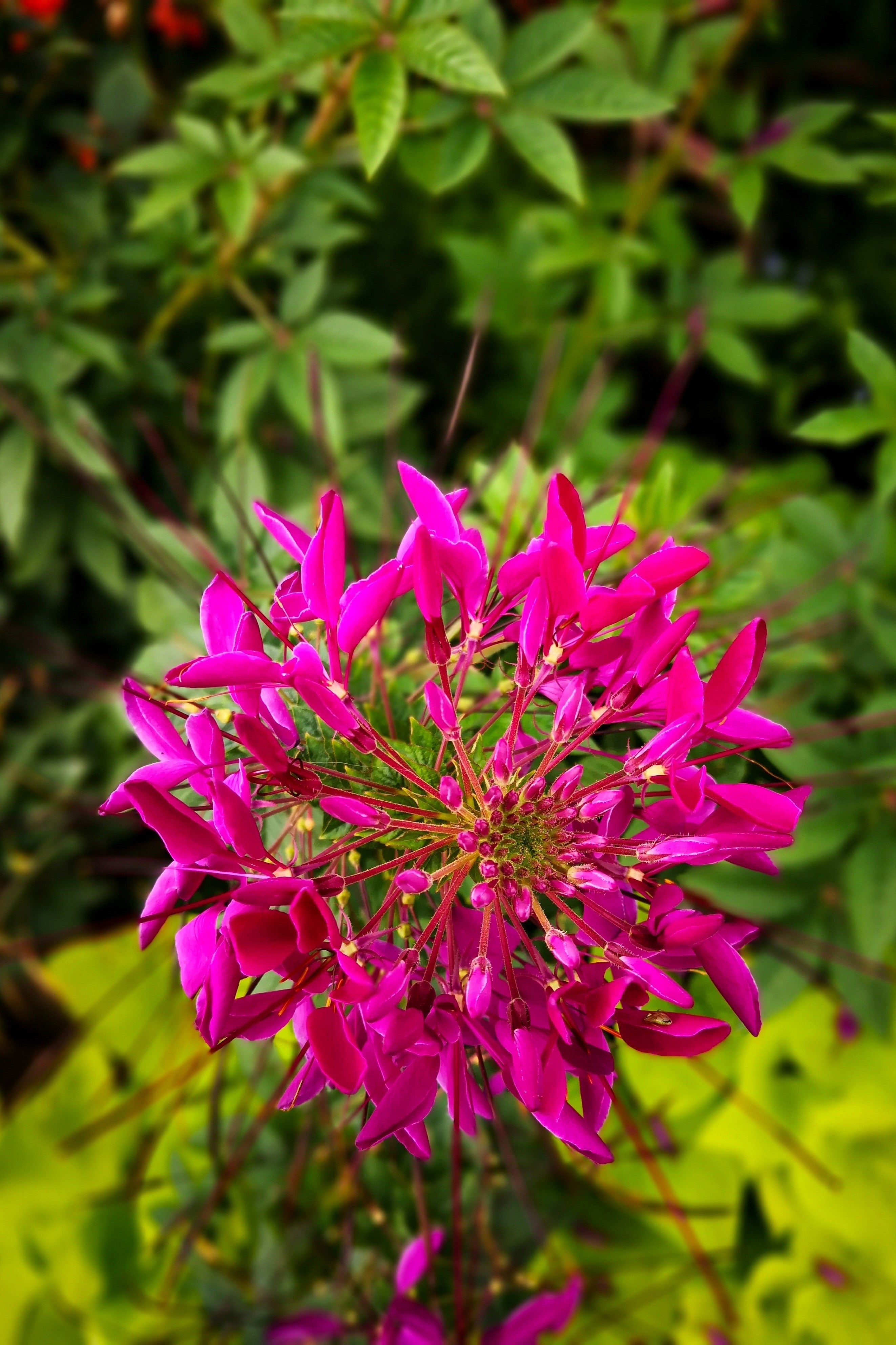 200 CHERRY QUEEN CLEOME Spinosa Hassleriana Carmine Rose Spider Flower Seeds