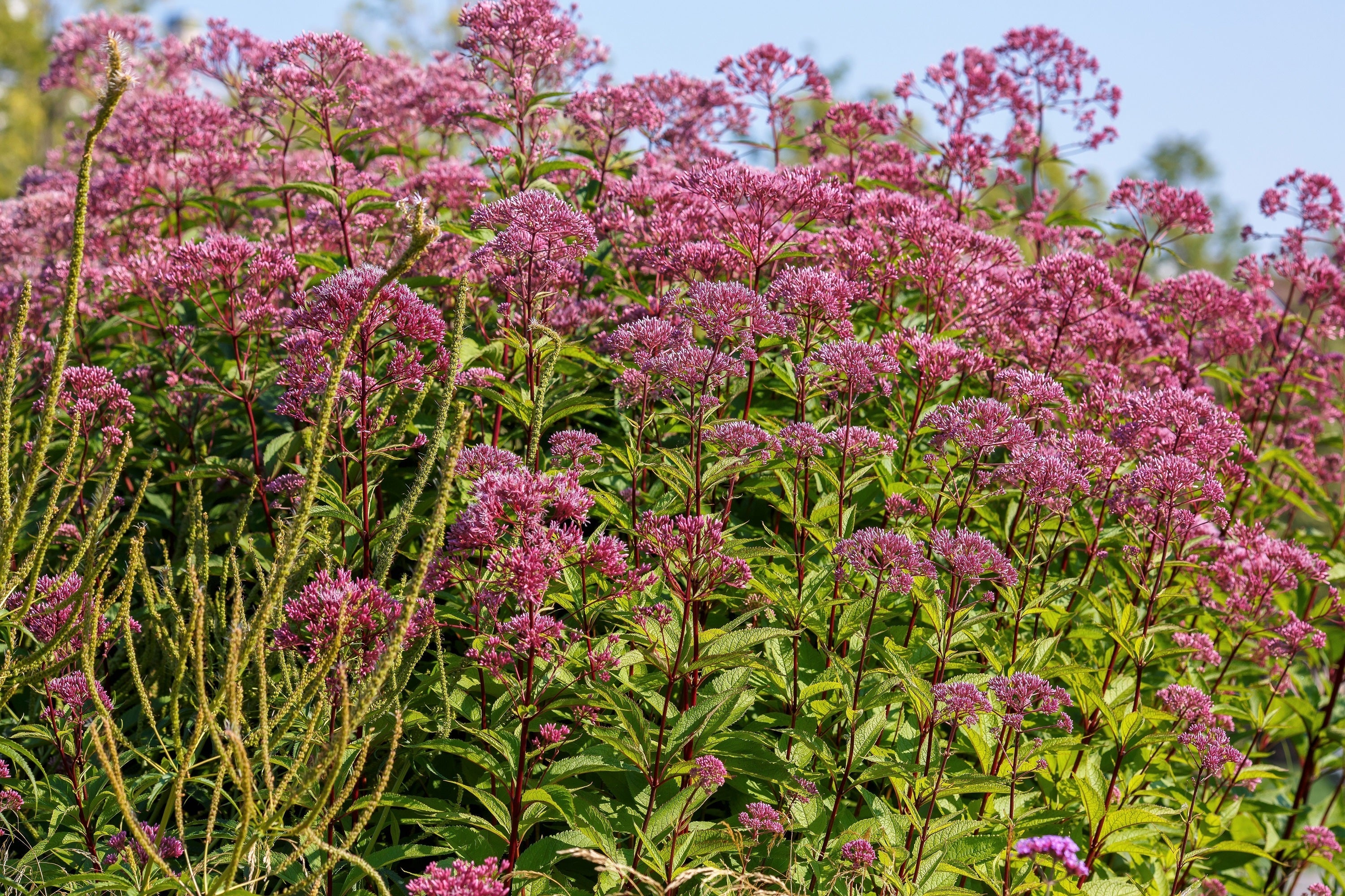 20 HEMP AGRIMONY Eupatorium Cannabinum Raspberries & Cream Flower Seeds