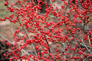50 WINTERBERRY Holly Ilex Verticillata - Candian Holly  / Fever Bush / Black Alder Tree Shrub Red Berry White Flower Seeds